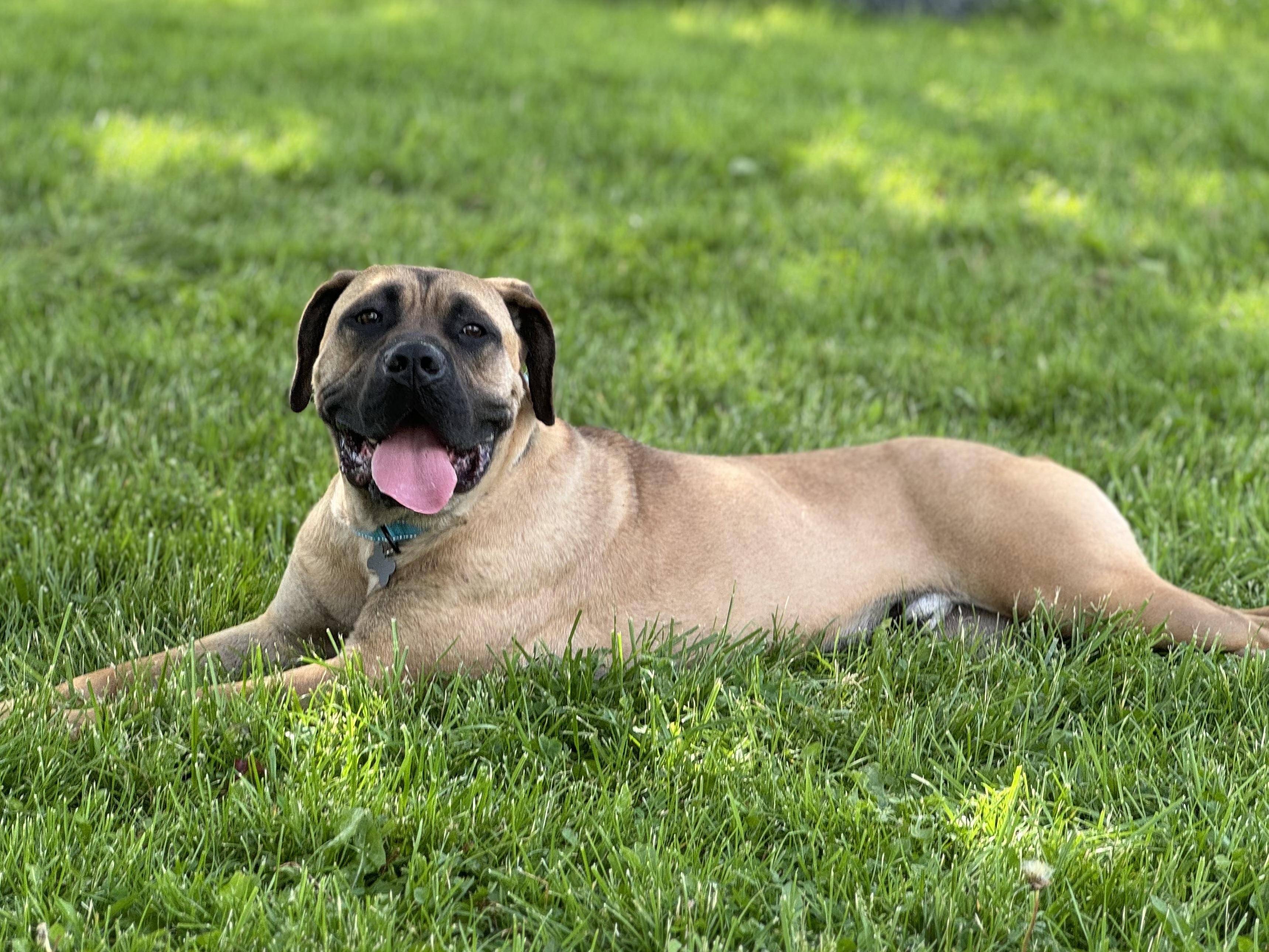 Sultan, ADOPTABLE, Adult Male Bullmastiff.