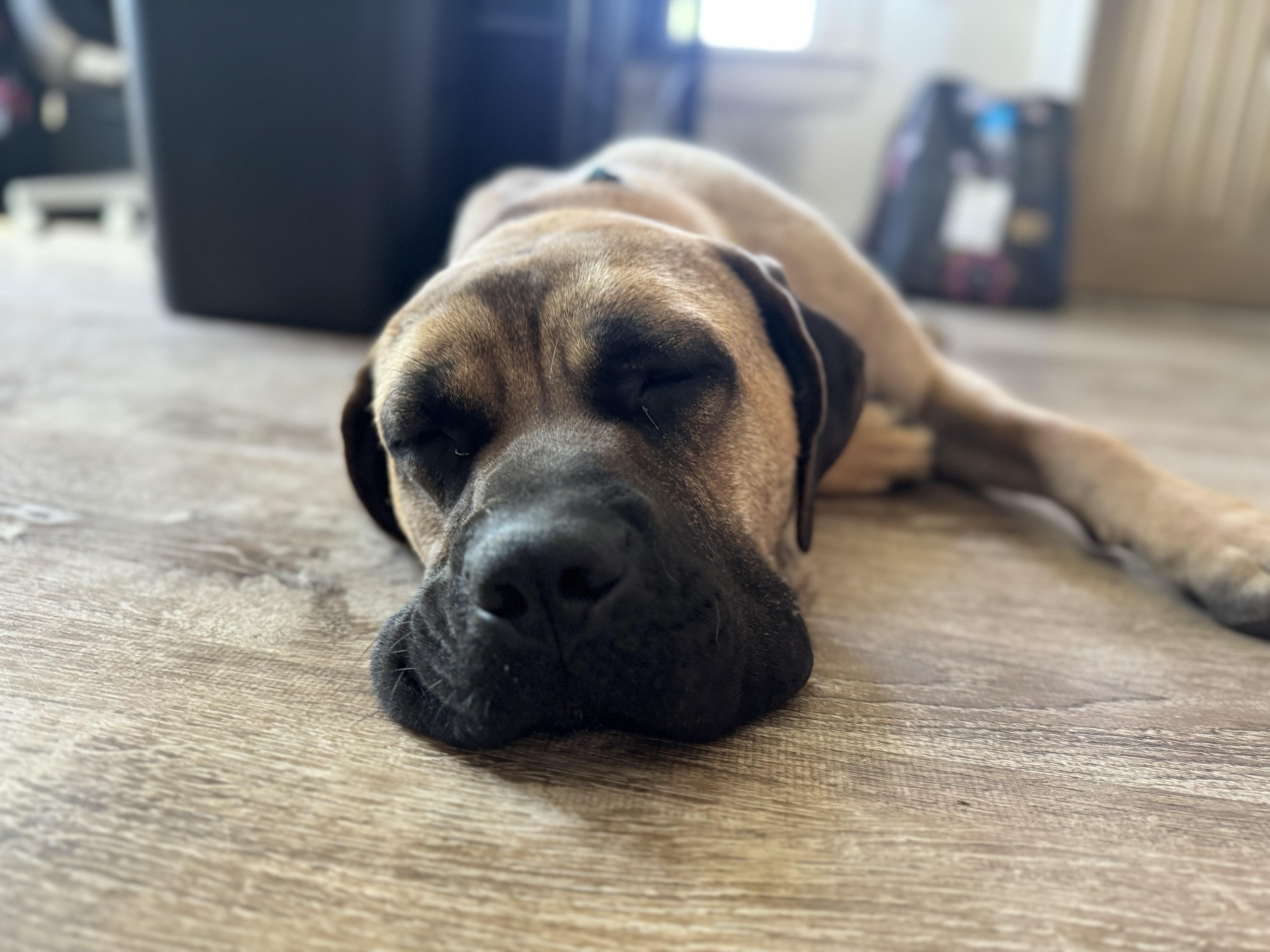 Enlarge Sultan, a ADOPTABLE Bullmastiff in China Township, MI image 5/5