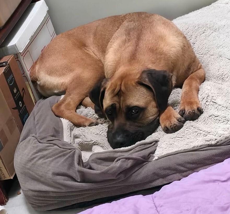 Enlarge Sultan, a ADOPTABLE Bullmastiff in China Township, MI image 3/5