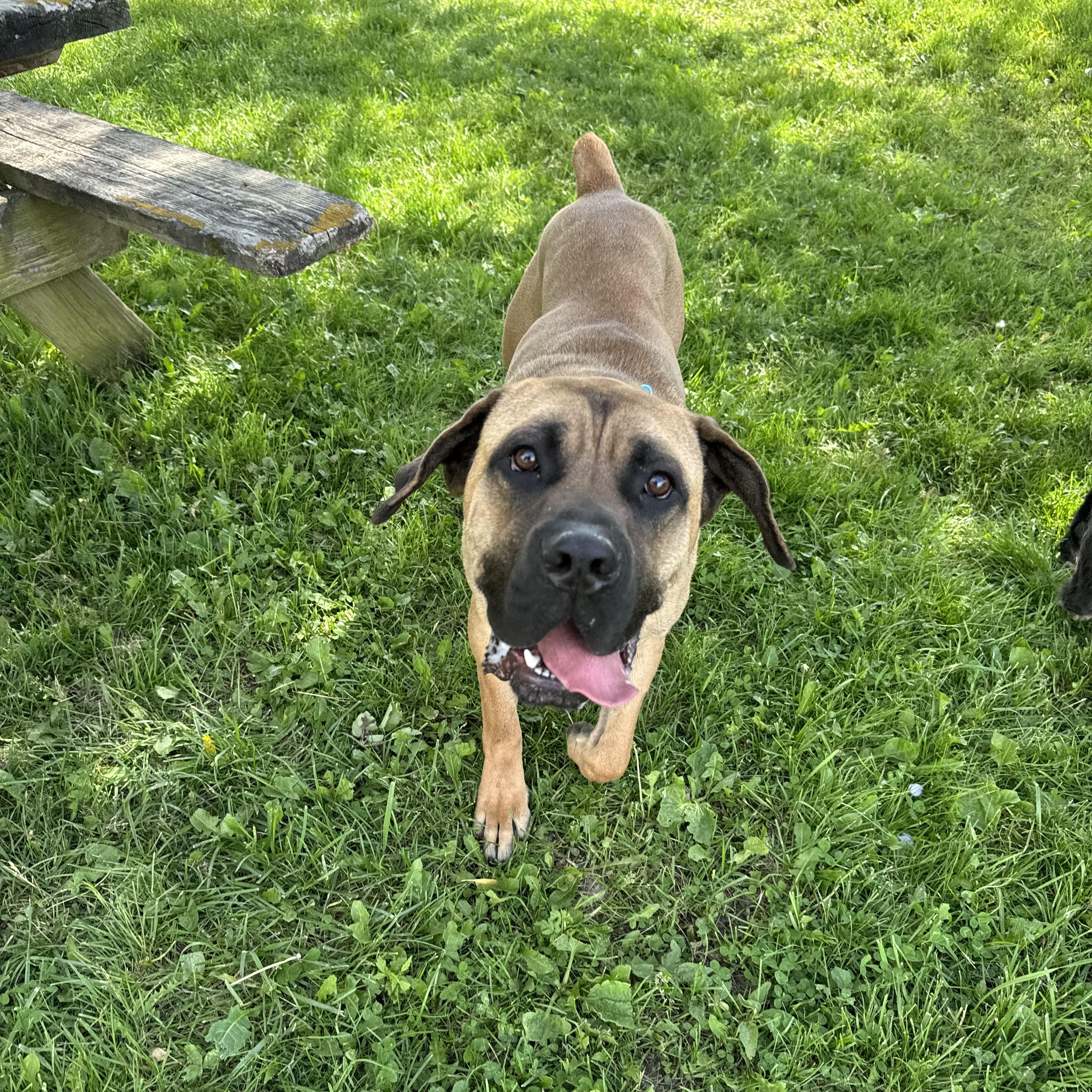 Enlarge Sultan, a ADOPTABLE Bullmastiff in China Township, MI image 4/5