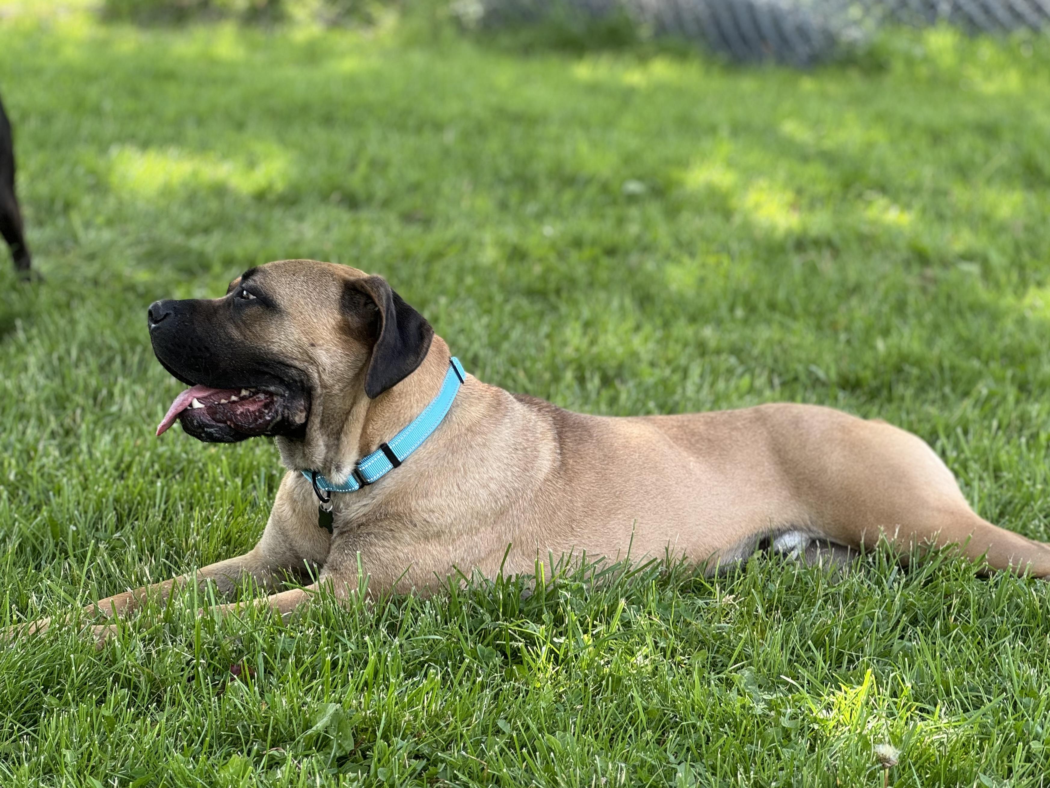 Enlarge Sultan, a ADOPTABLE Bullmastiff in China Township, MI image 2/5