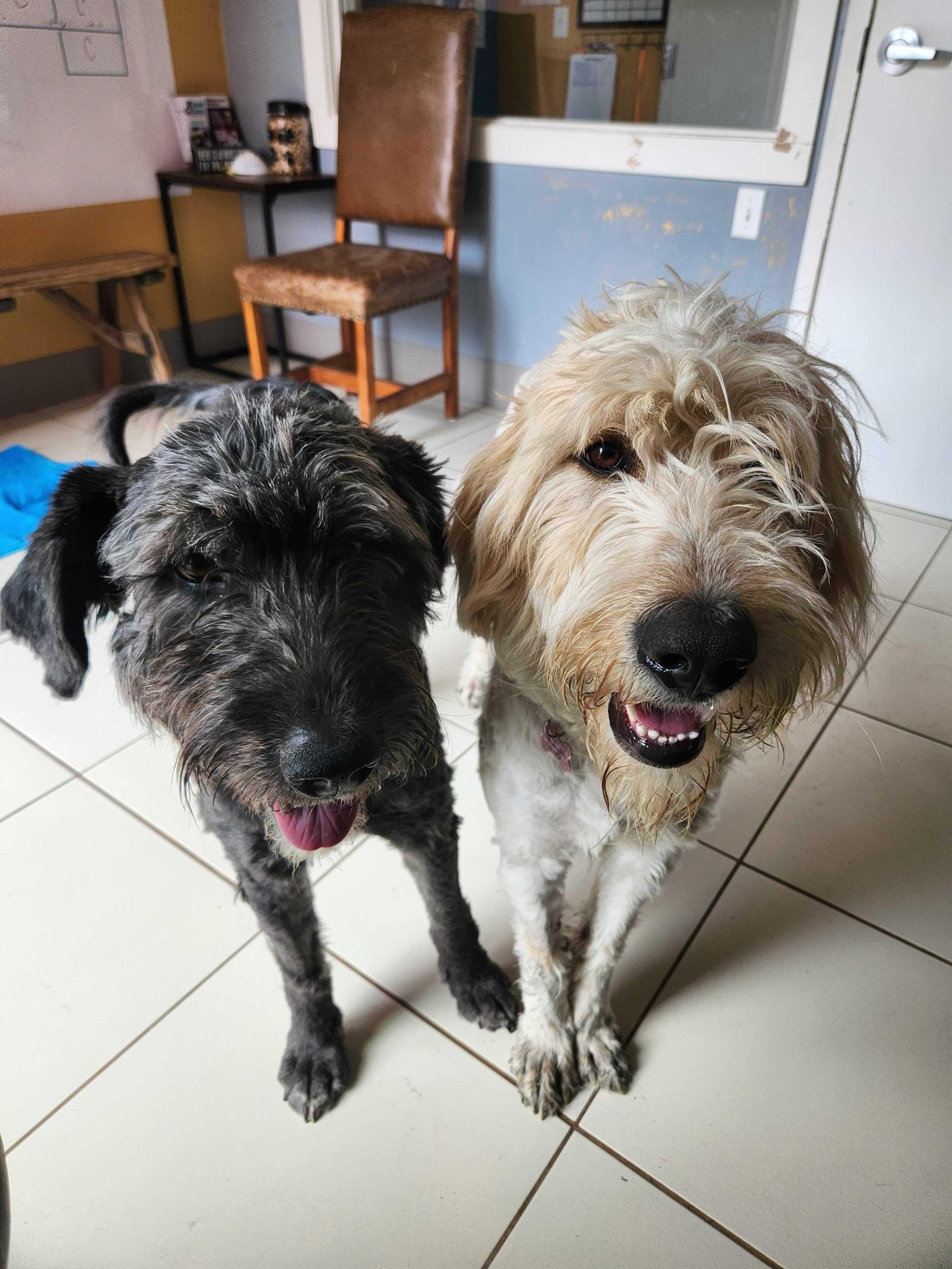 Dove & Raven, a Adoptable mixed breed in Ridgway, CO image 1/5