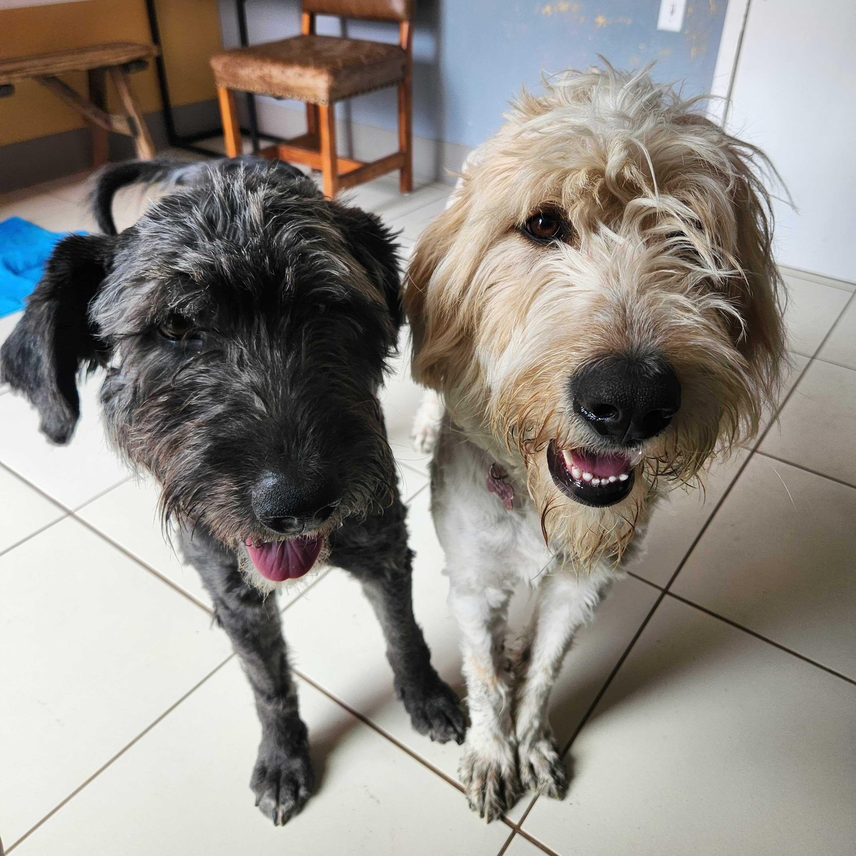Dove & Raven, a Adoptable mixed breed in Ridgway, CO image 2/6