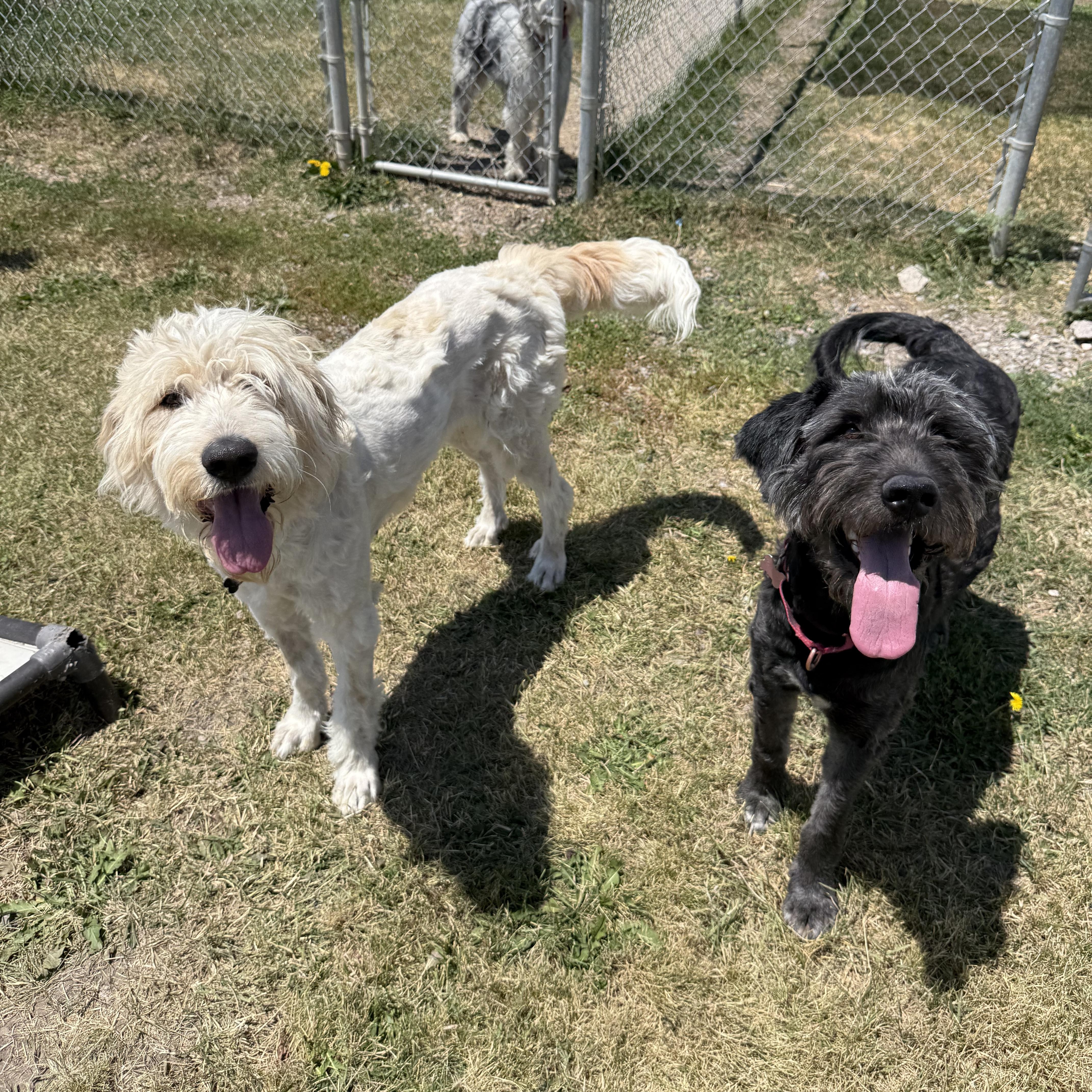 Dove & Raven, Adoptable, Adult Female Sheepadoodle.