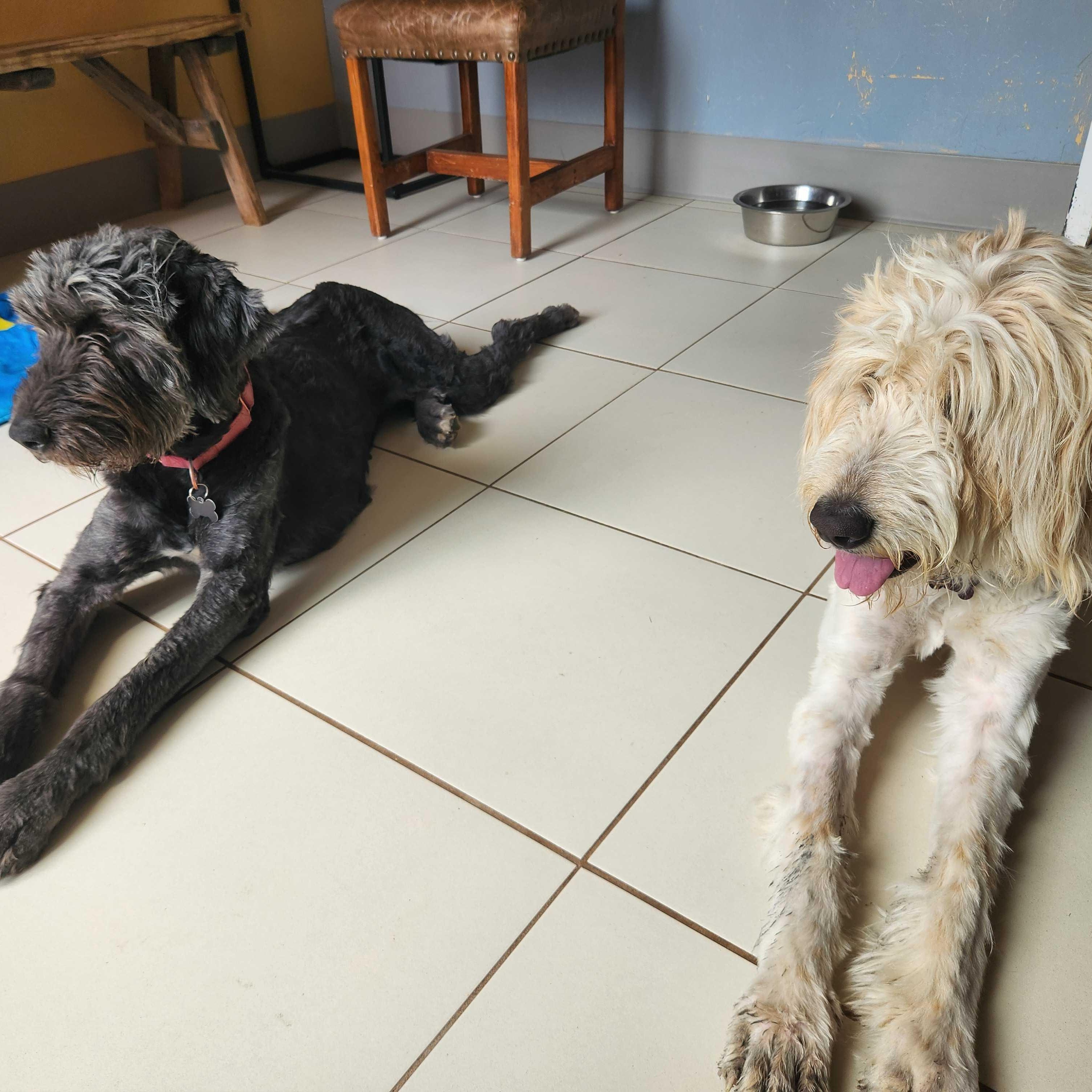 Dove & Raven, a Adoptable mixed breed in Ridgway, CO image 5/5