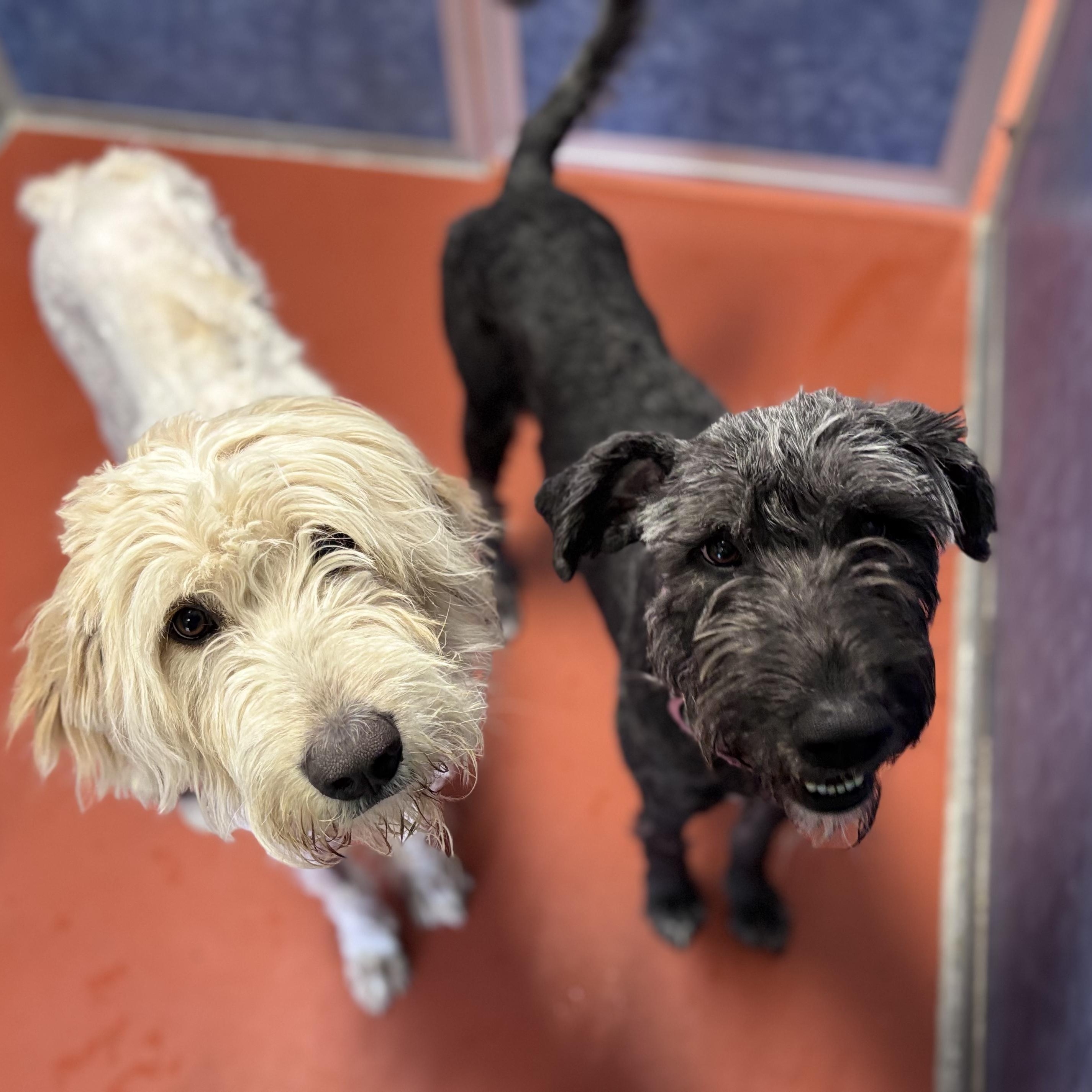 Dove & Raven, a Adoptable mixed breed in Ridgway, CO image 2/5