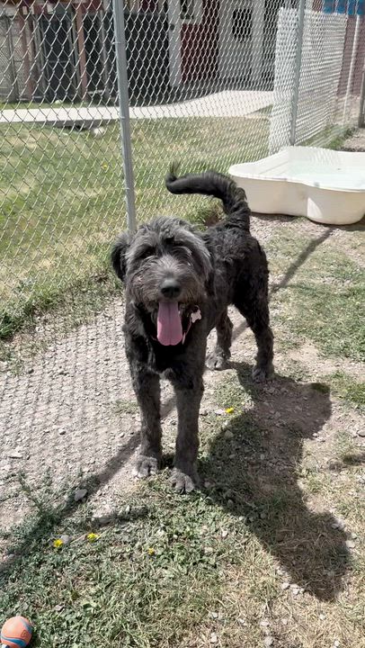 Enlarge Dove & Raven, a Adoptable mixed breed in Ridgway, CO video 6/6