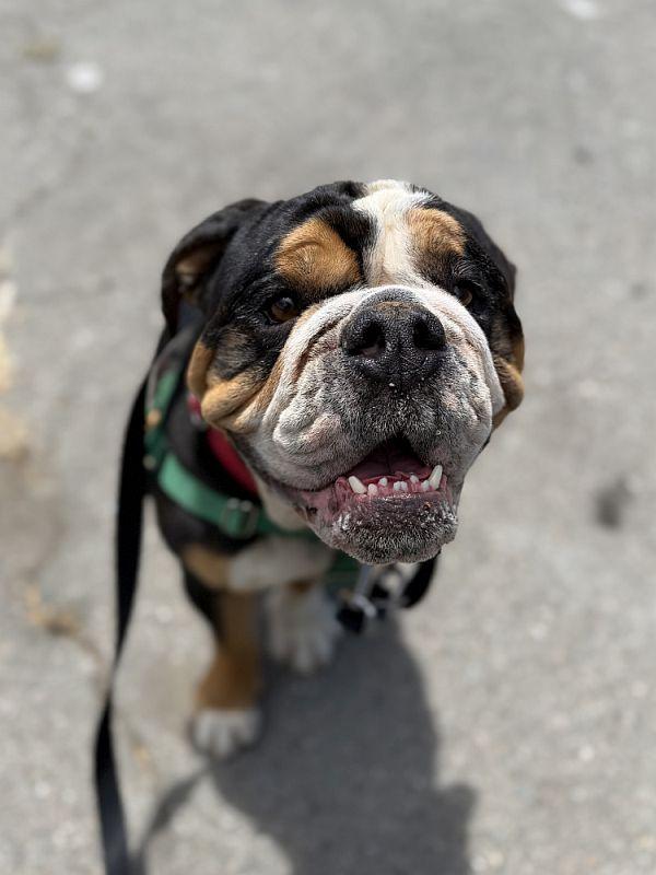 Enlarge Stevey, a ADOPTABLE mixed breed in Berkeley, CA image 2/6