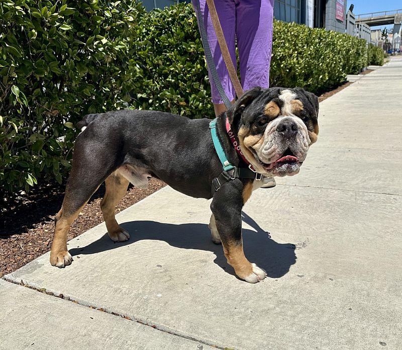 Enlarge Stevey, a ADOPTABLE mixed breed in Berkeley, CA image 1/6