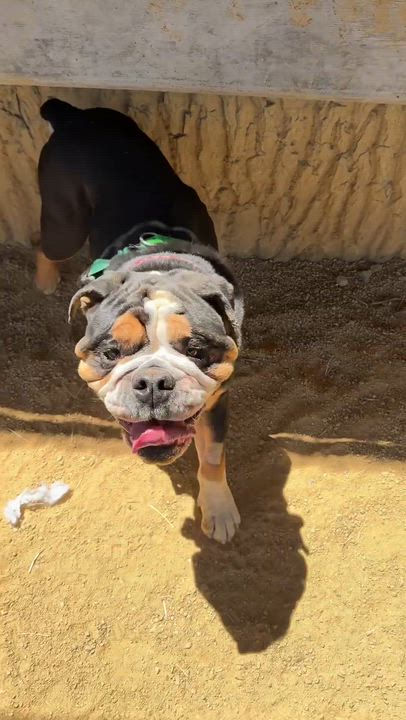 Enlarge Stevey, a ADOPTABLE mixed breed in Berkeley, CA video 3/6