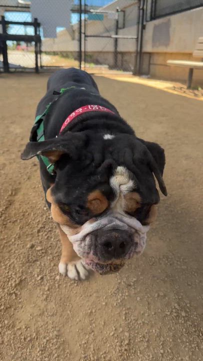 Enlarge Stevey, a ADOPTABLE mixed breed in Berkeley, CA video 5/6