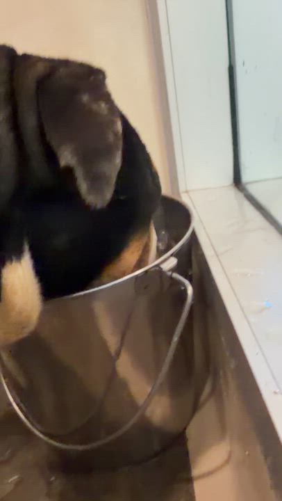 Enlarge Stevey, a ADOPTABLE mixed breed in Berkeley, CA video 6/6