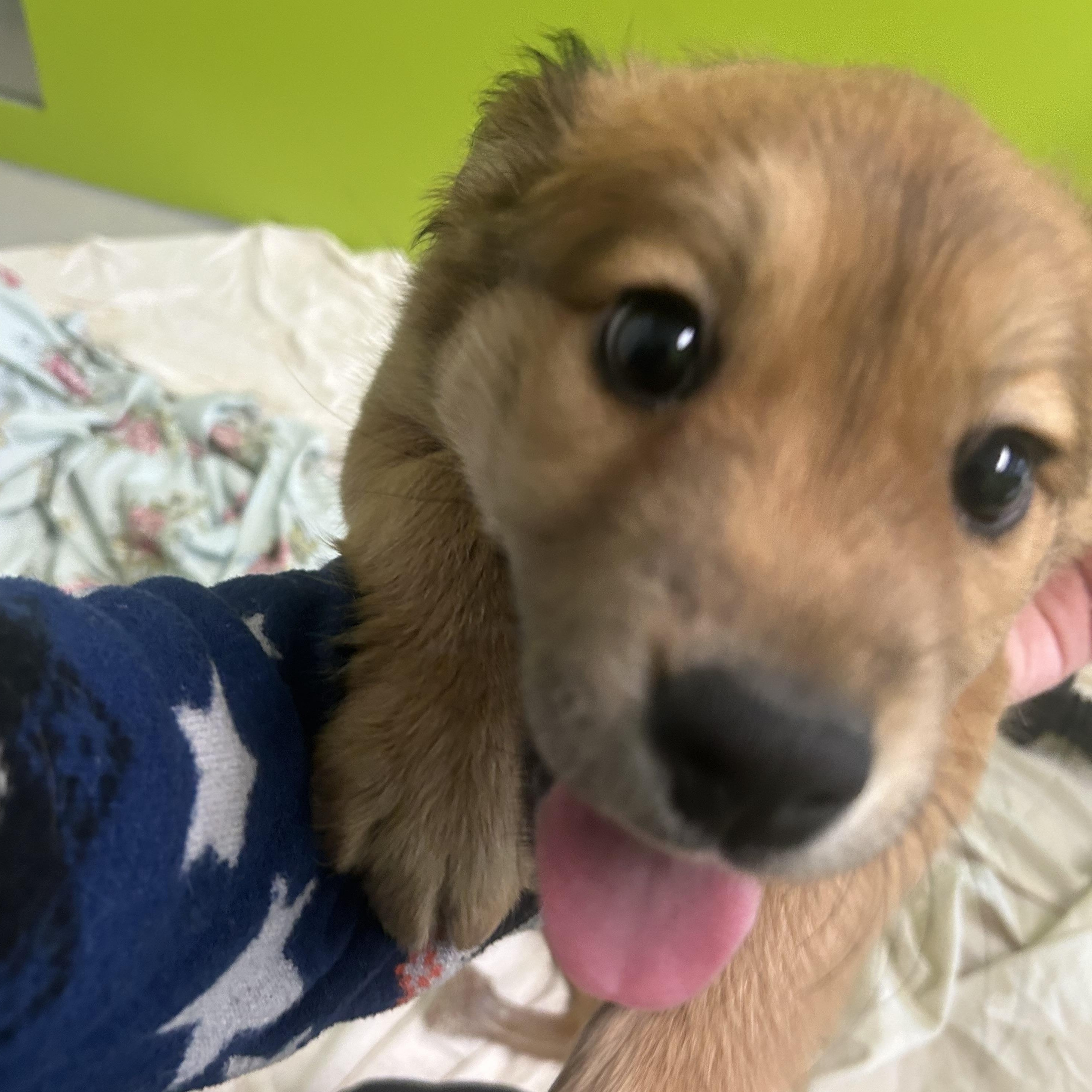 Sweet Potato Candy , adopted, Puppy Female Mixed Breed.
