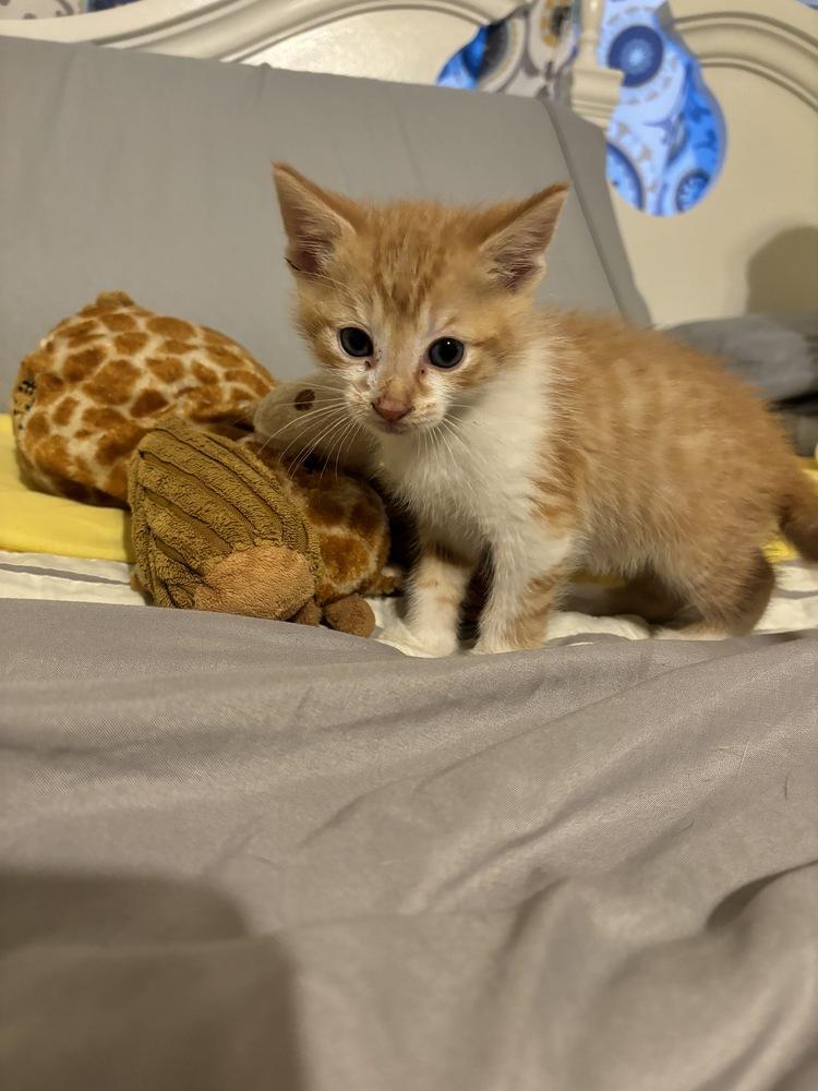 Enlarge Jack, a Adopted Domestic Short Hair in Dayton, OH image 1/2