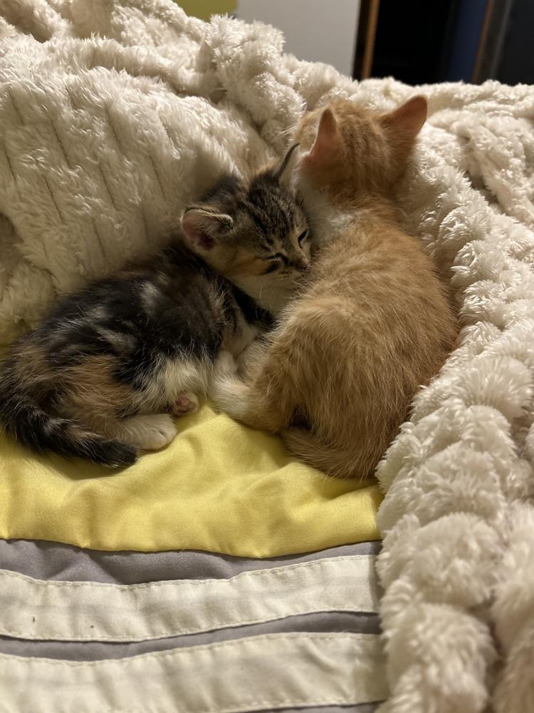 Enlarge Jack, a Adopted Domestic Short Hair in Dayton, OH image 2/2