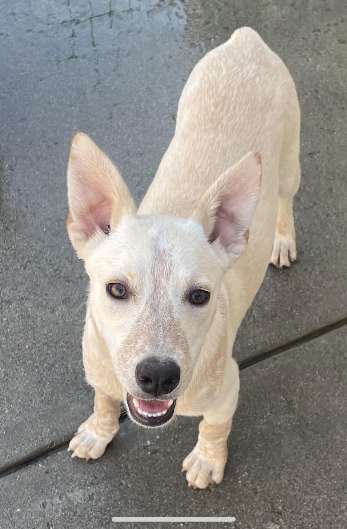 Enlarge Cody, a Adoptable Australian Cattle Dog / Blue Heeler in Estacada, OR image 1/6