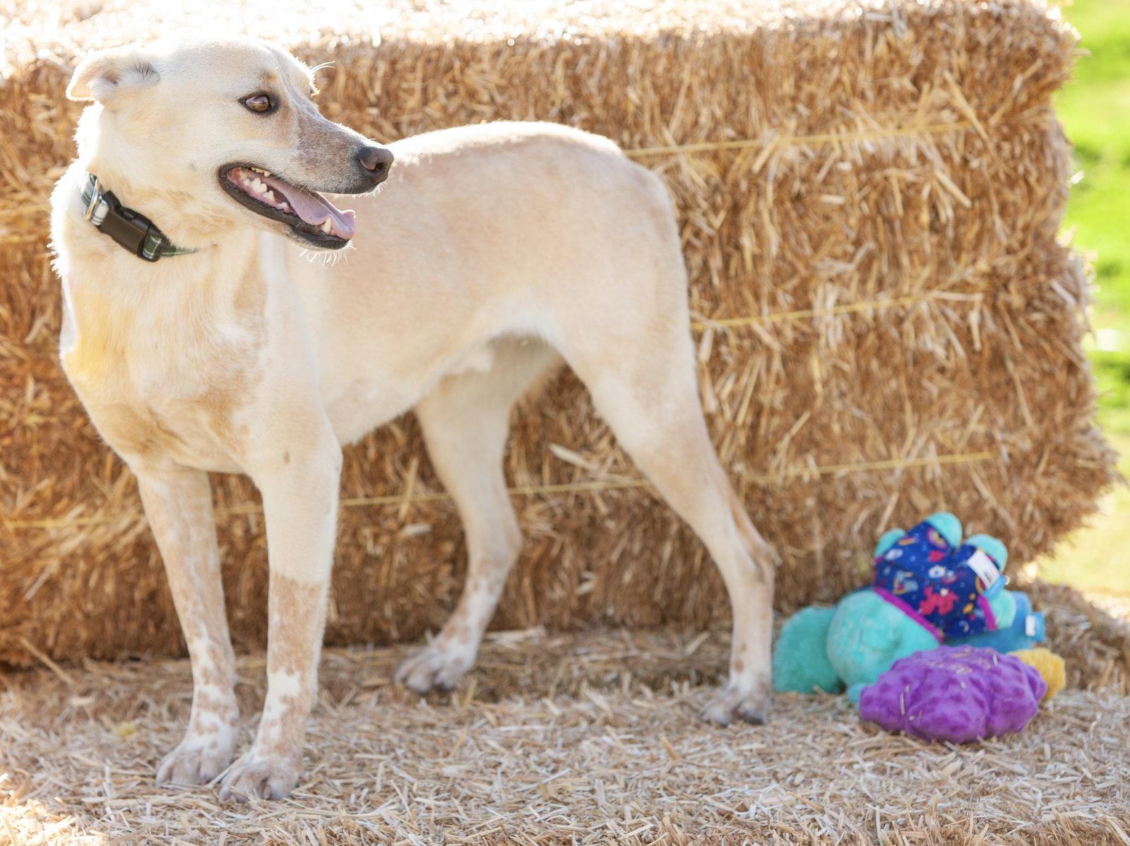 Cody, a Adoptable Australian Cattle Dog / Blue Heeler in Estacada, OR image 2/3