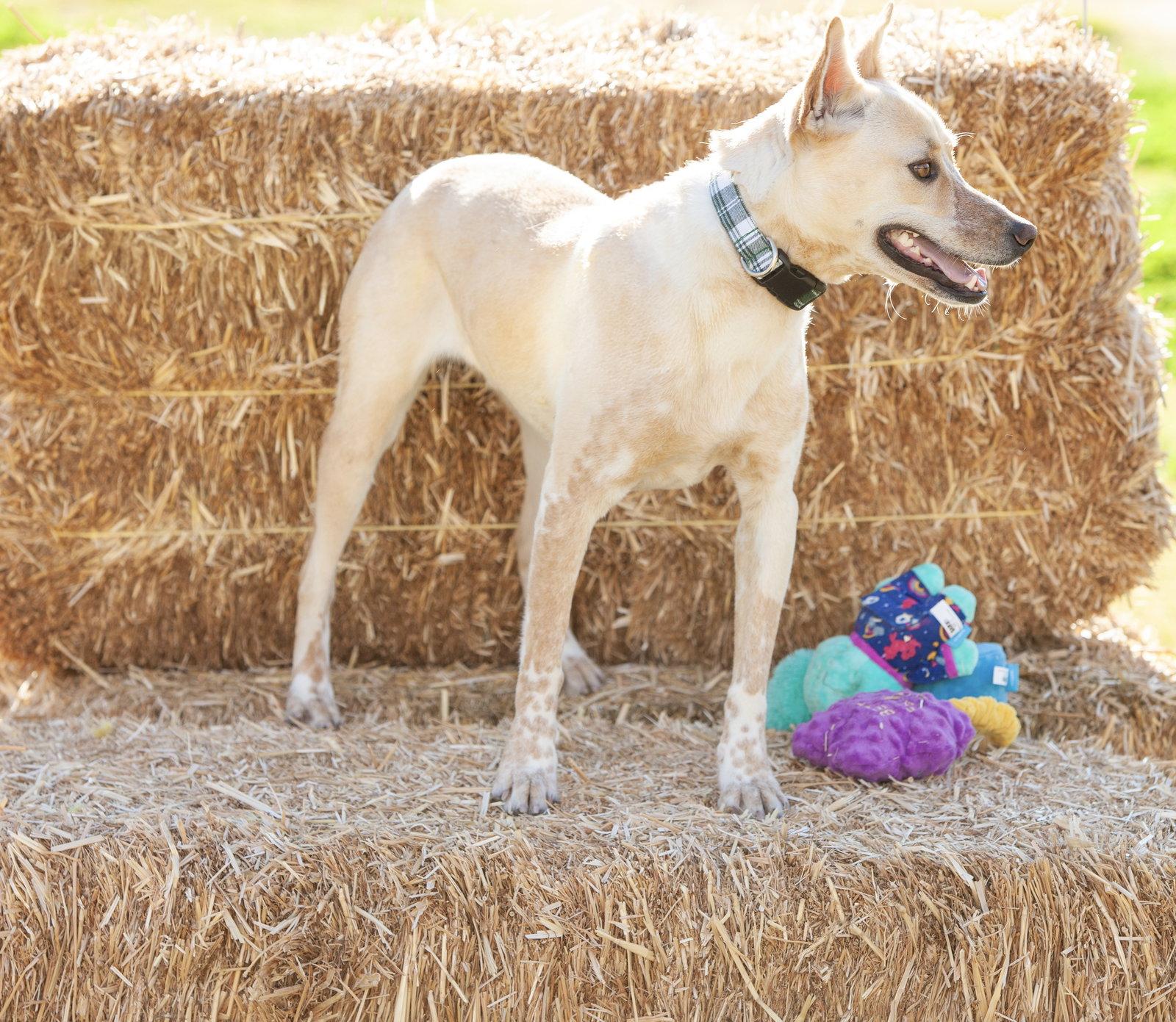 Cody, a Adoptable Australian Cattle Dog / Blue Heeler in Estacada, OR image 3/3