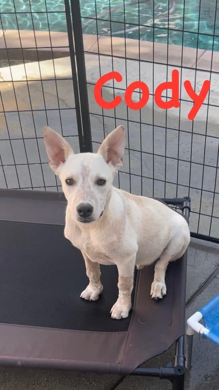 Cody photo 2