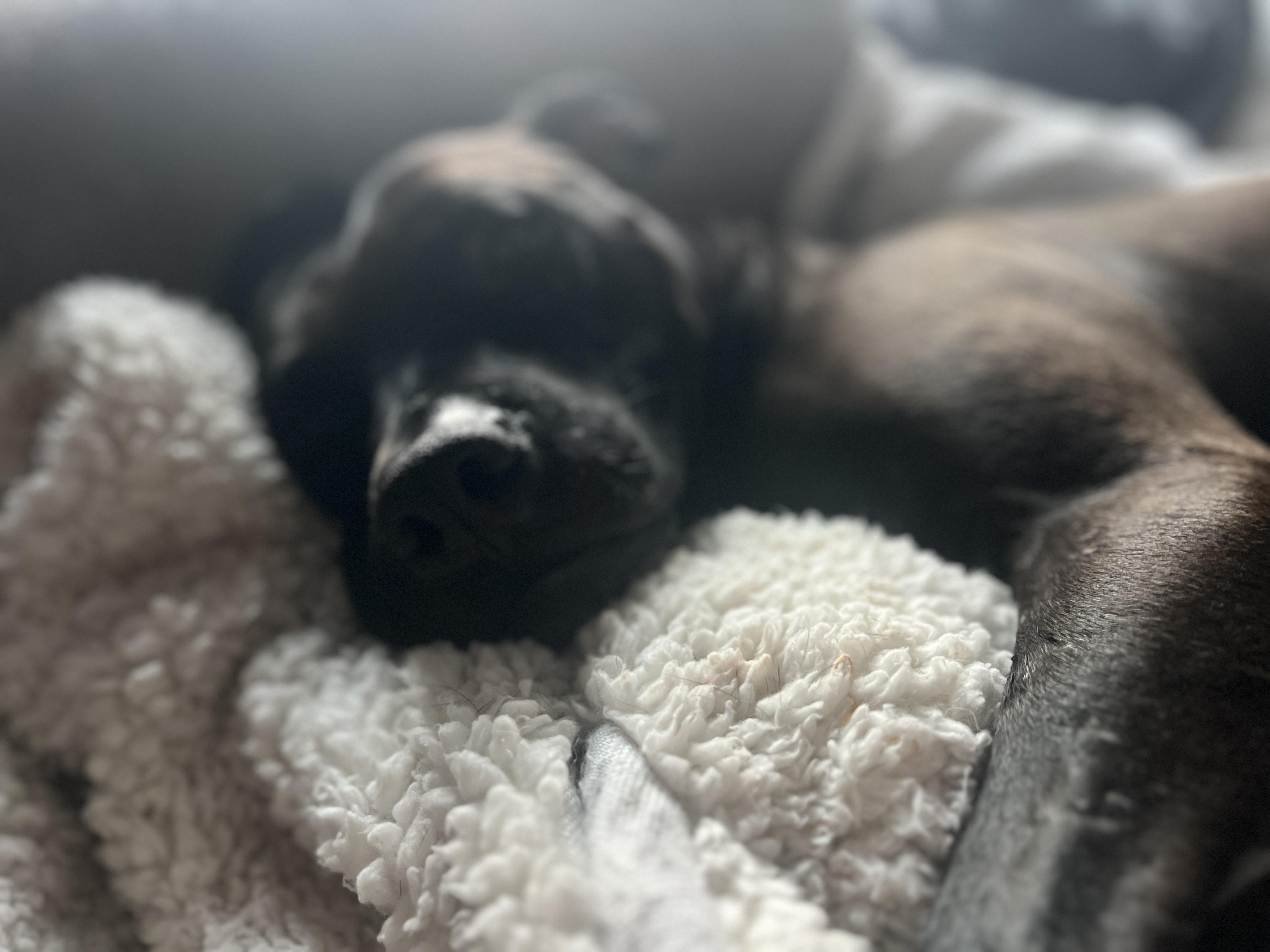 Enlarge Buddha, a ADOPTABLE mixed breed in Saratoga Springs, NY image 3/4