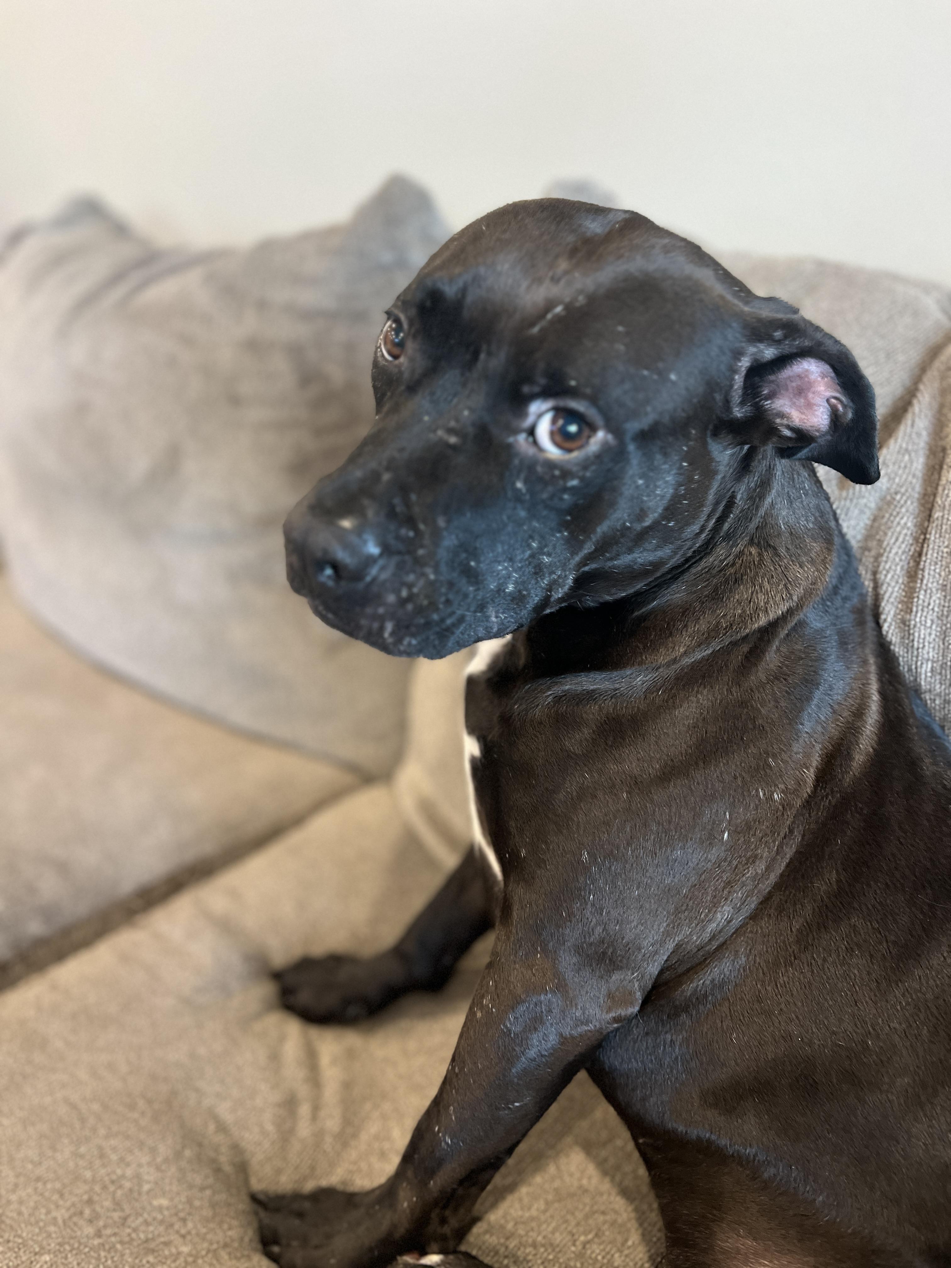 Enlarge Buddha, a ADOPTABLE mixed breed in Saratoga Springs, NY image 1/4