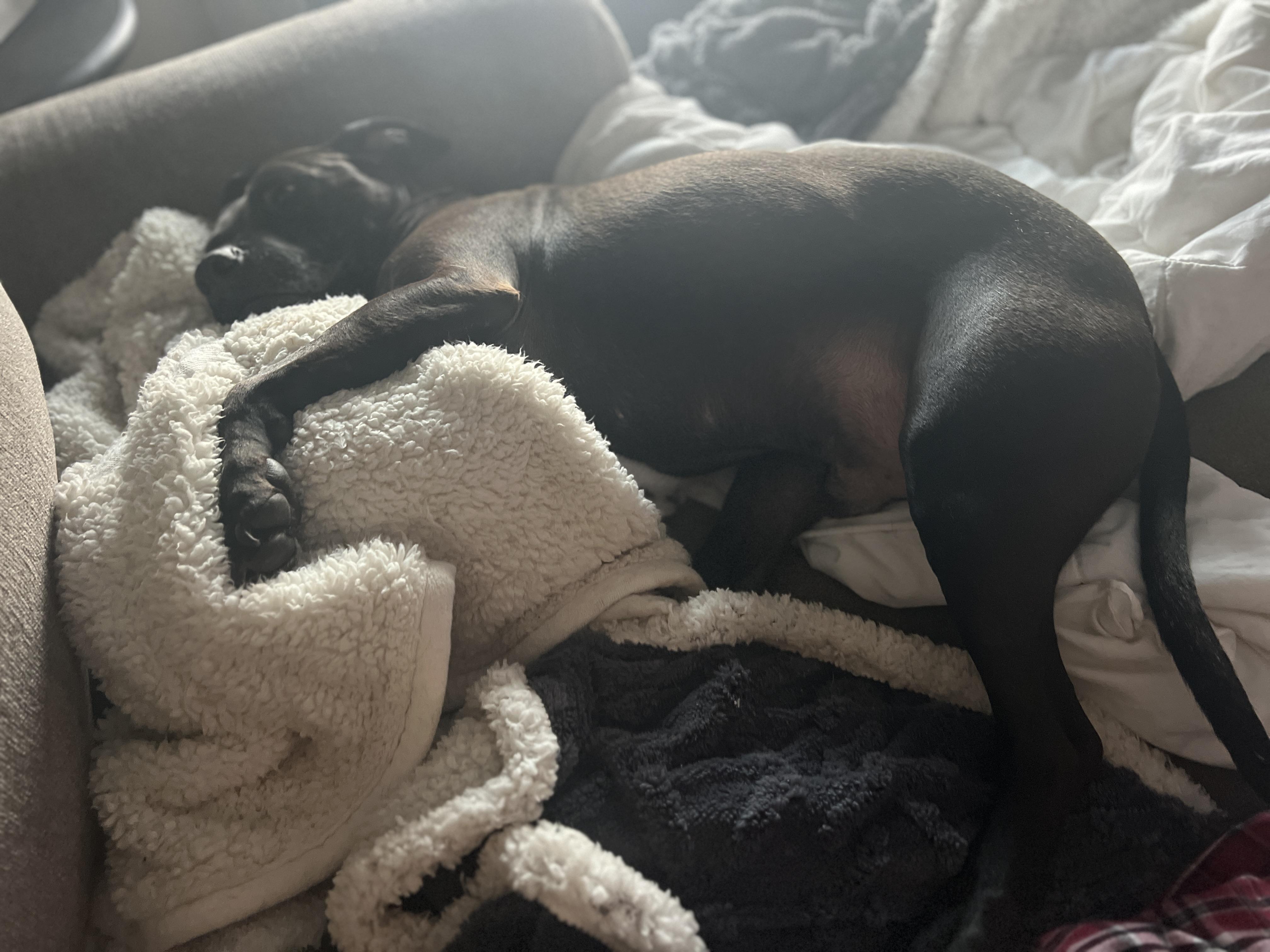 Enlarge Buddha, a ADOPTABLE mixed breed in Saratoga Springs, NY image 2/4