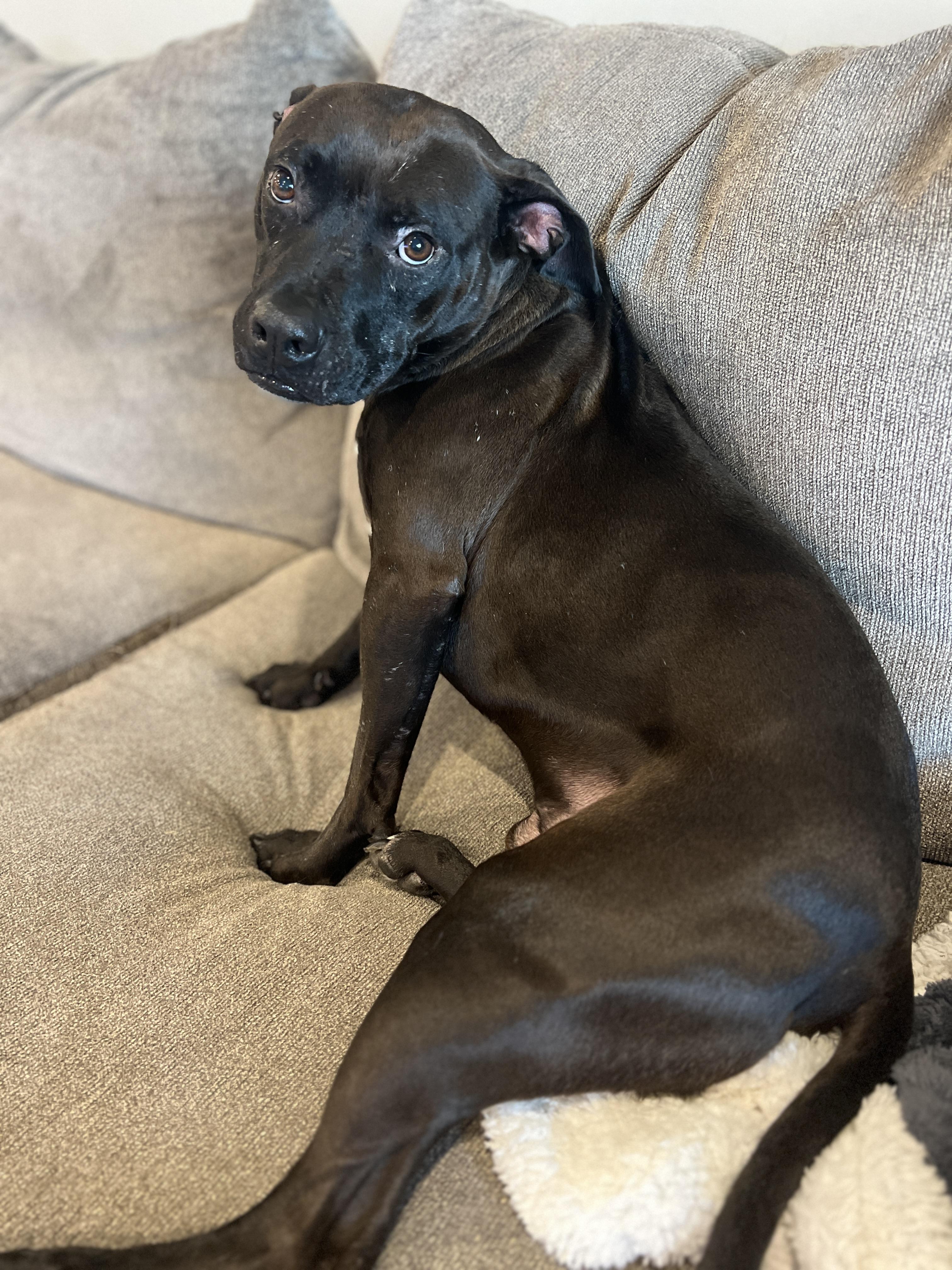 Enlarge Buddha, a ADOPTABLE mixed breed in Saratoga Springs, NY image 4/4