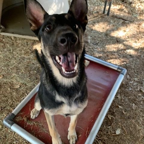 Rosie, Baby Female German Shepherd Dog