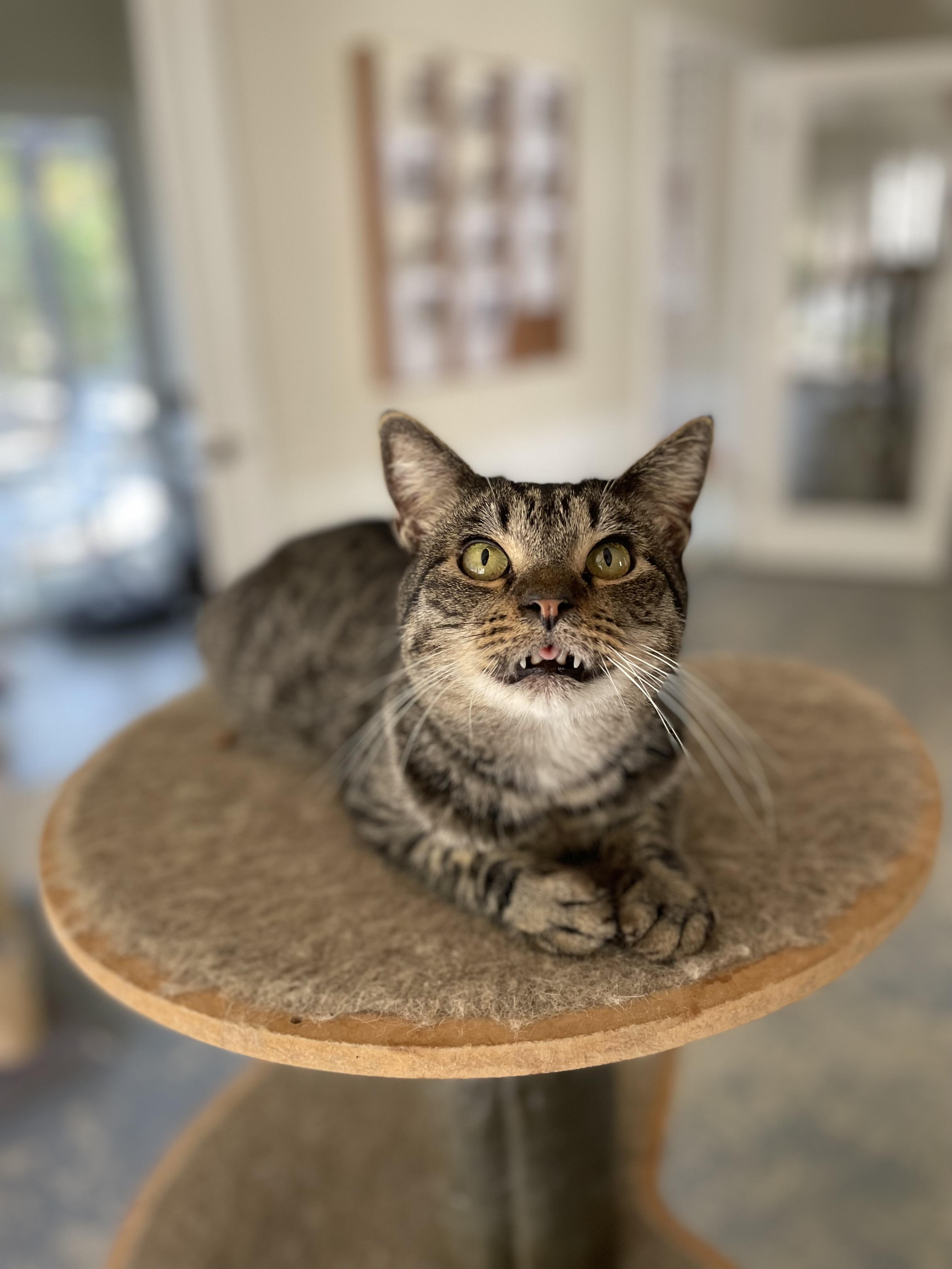 Harvey