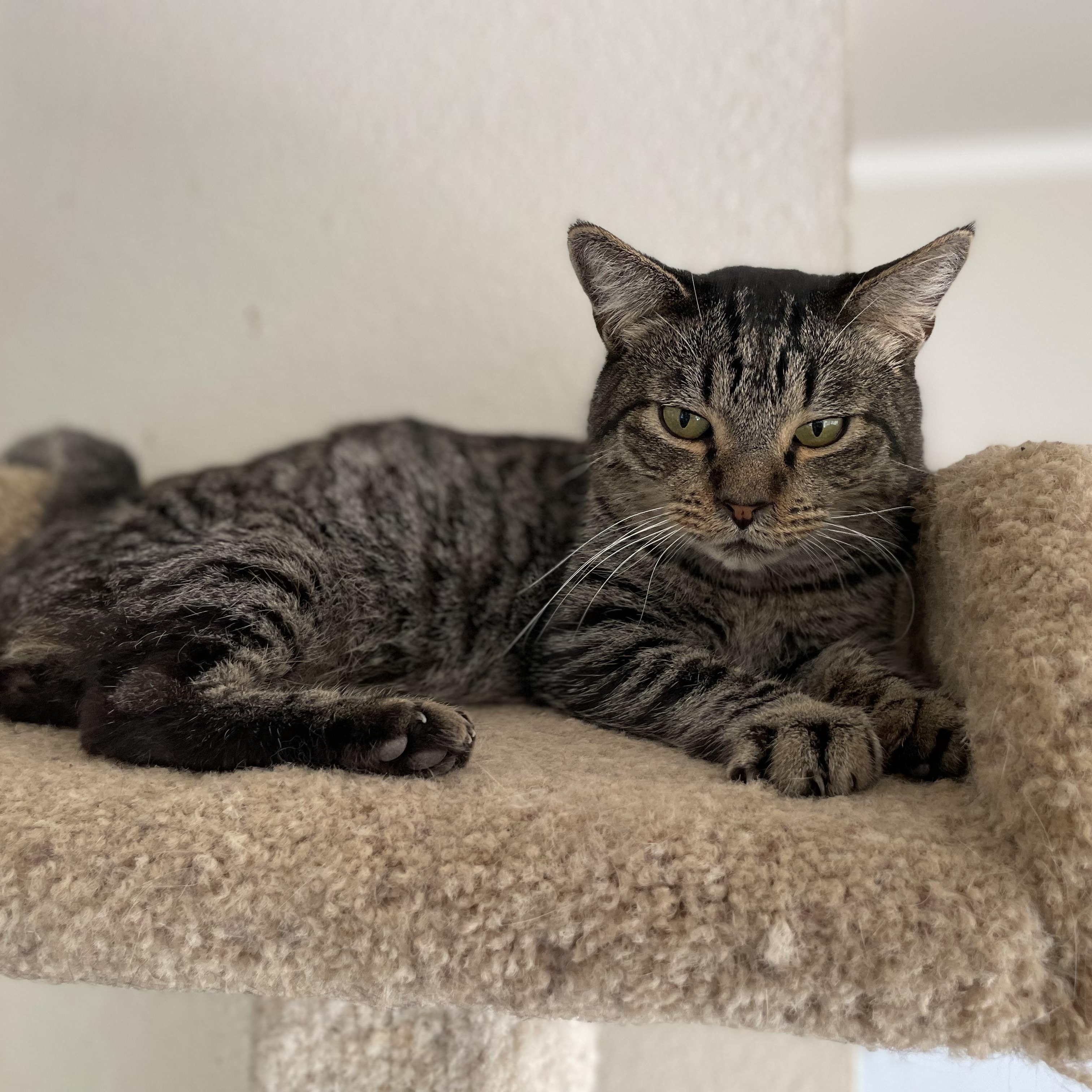 Enlarge Harvey, a Adoptable mixed breed in Hollister, CA image 1/3