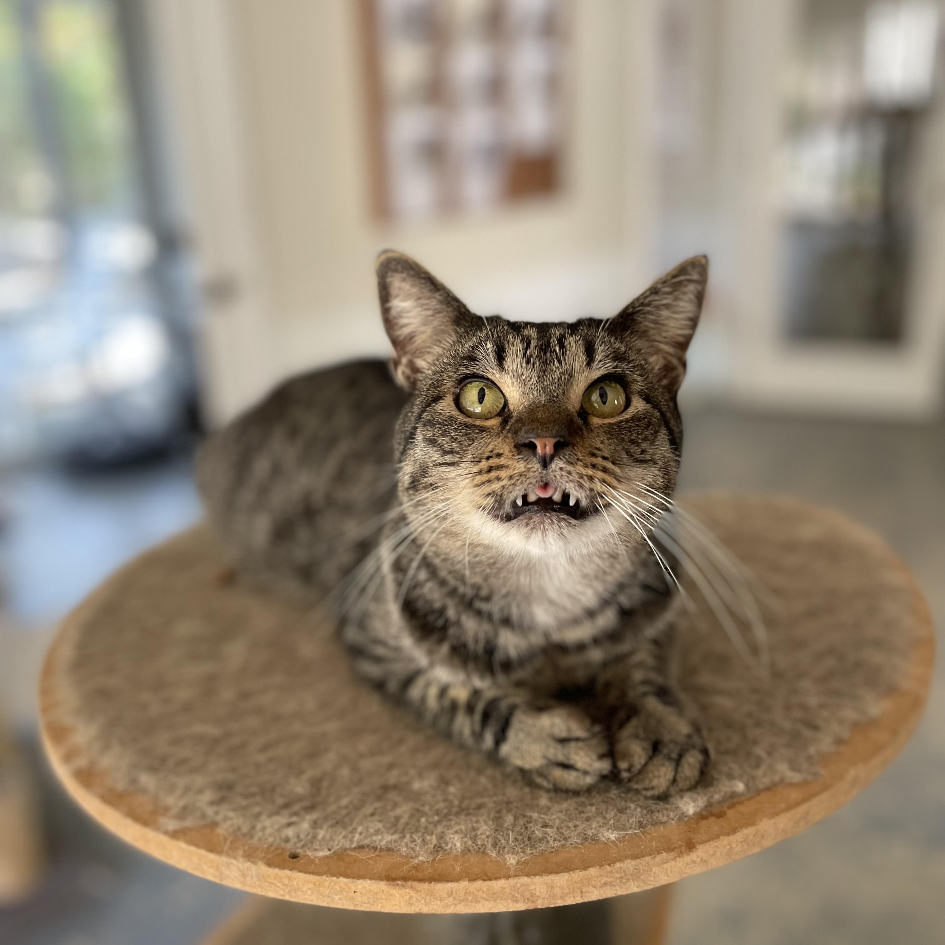 Enlarge Harvey, a Adoptable mixed breed in Hollister, CA image 2/3