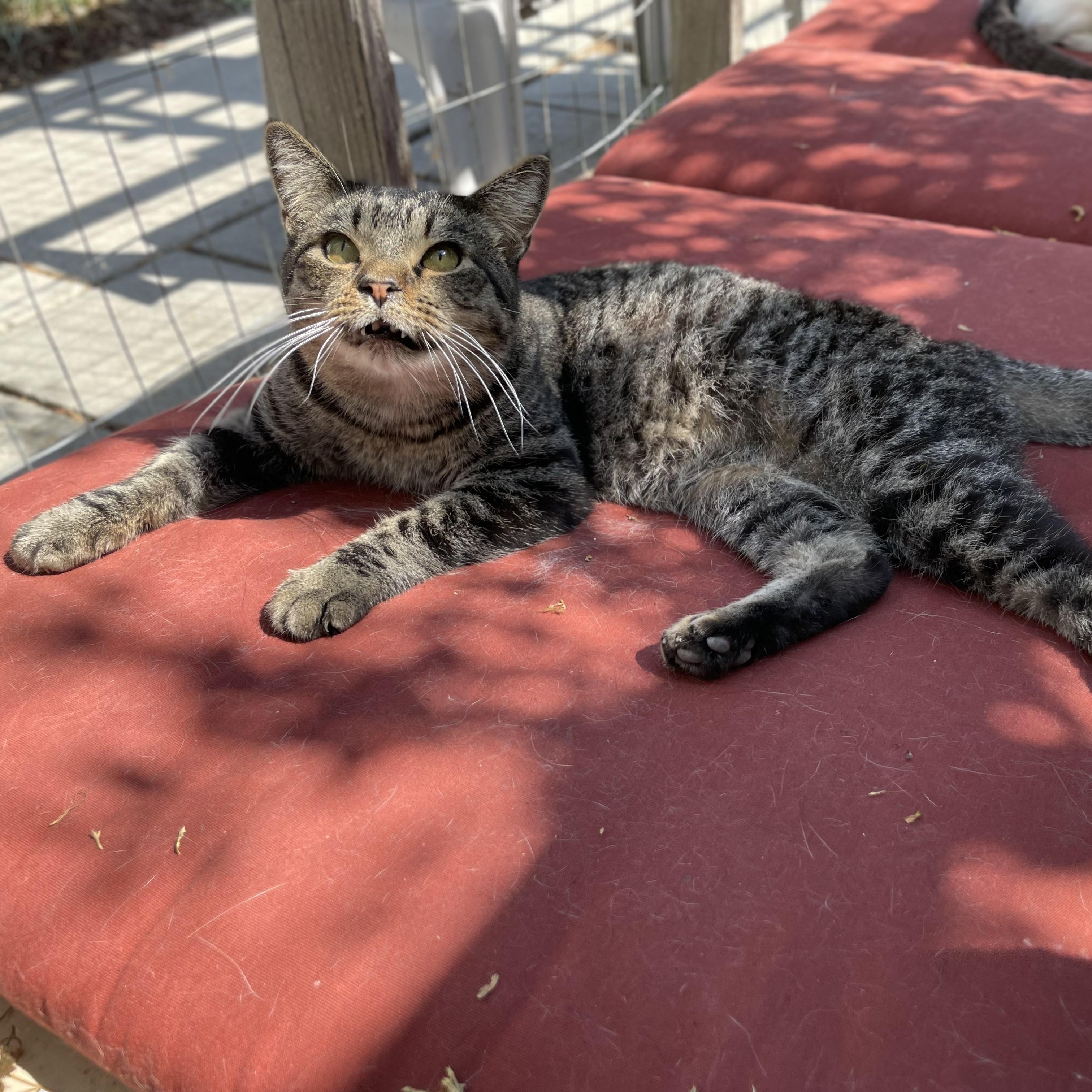 Enlarge Harvey, a Adoptable mixed breed in Hollister, CA image 3/3