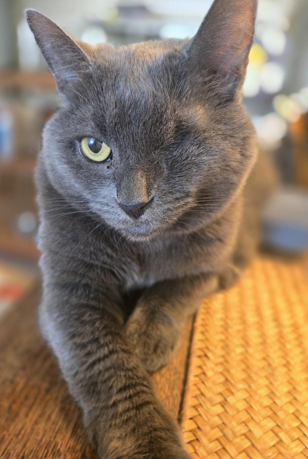 Enlarge Emerald, a Adoptable Domestic Short Hair in New York, NY image 4/4