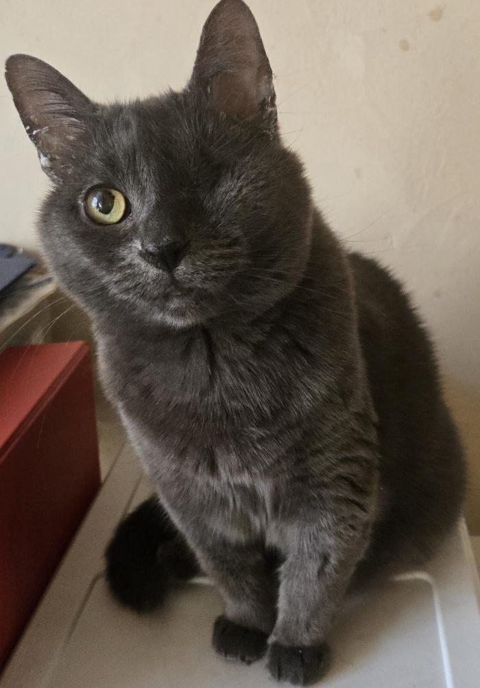 Emerald, Adoptable, Senior Female Domestic Short Hair.