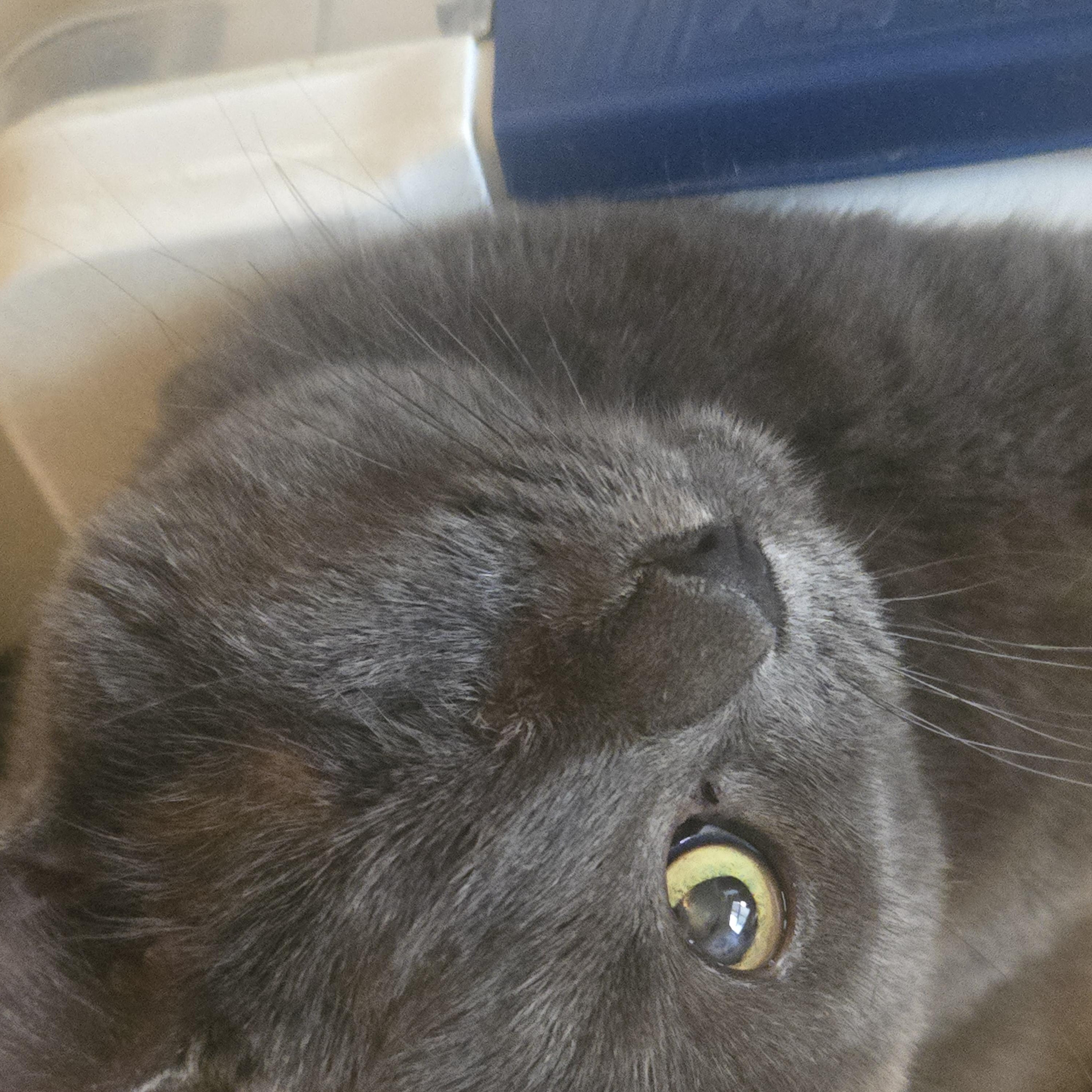 Enlarge Emerald, a Adoptable Domestic Short Hair in New York, NY image 2/4
