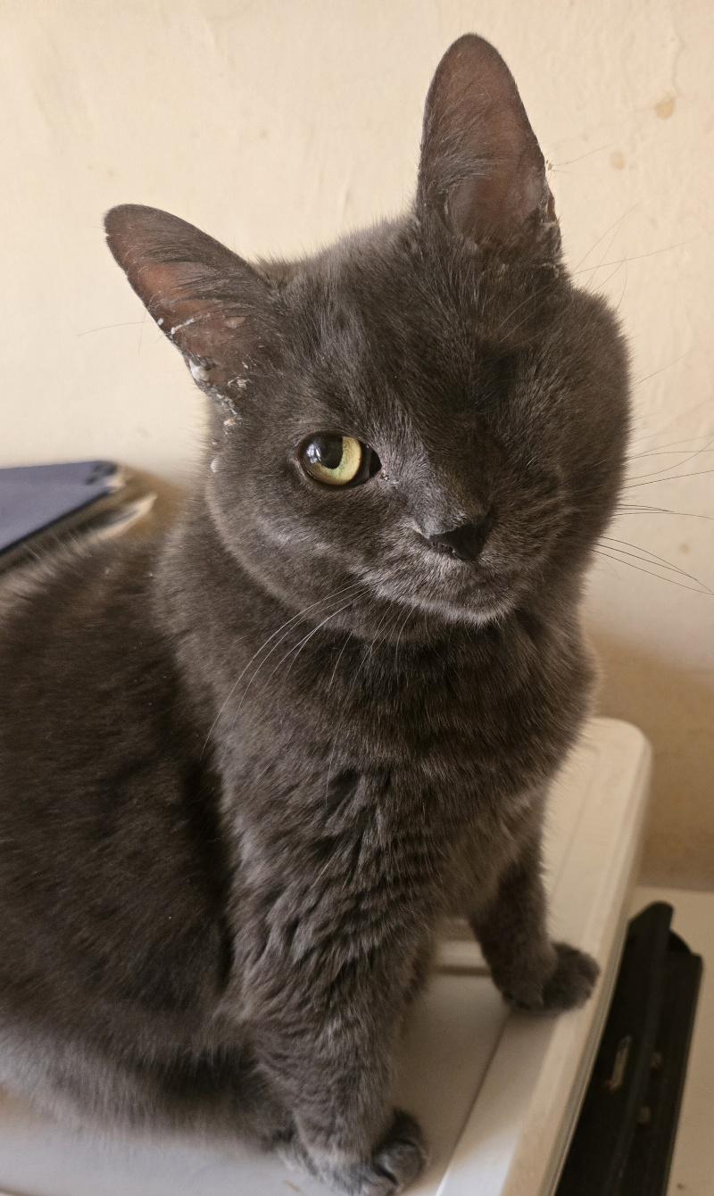 Enlarge Emerald, a Adoptable Domestic Short Hair in New York, NY image 3/4