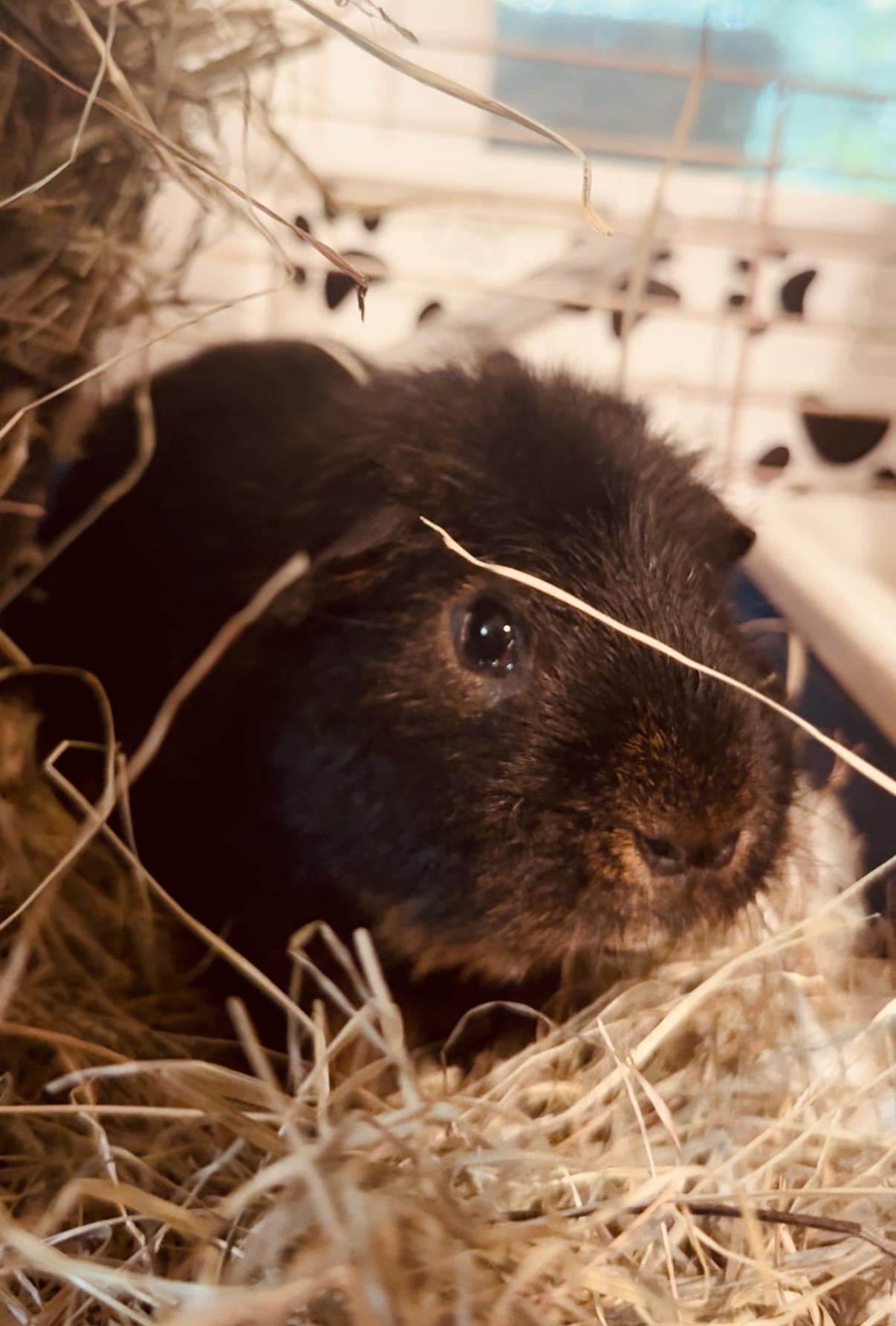 Muffler, Adoptable, Young Male Short-Haired.