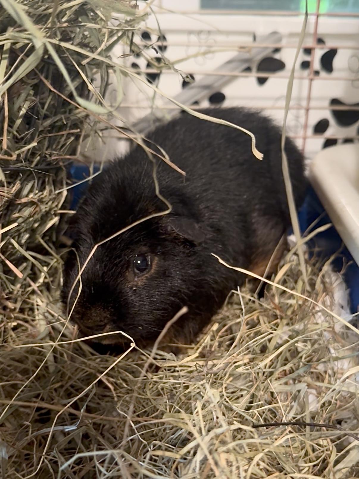 Enlarge Muffler, a Adoptable Short-Haired in Salisbury Mills, NY image 2/2