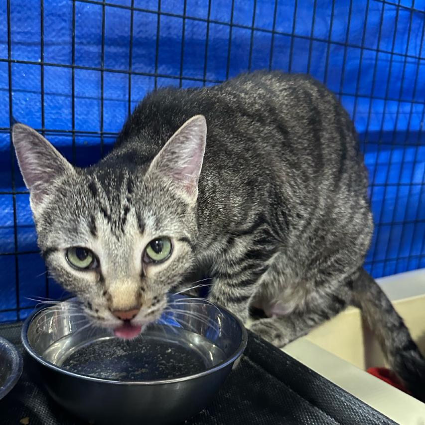 Enlarge Shasta, a Adoptable Domestic Short Hair in Muscatine, IA image 2/2