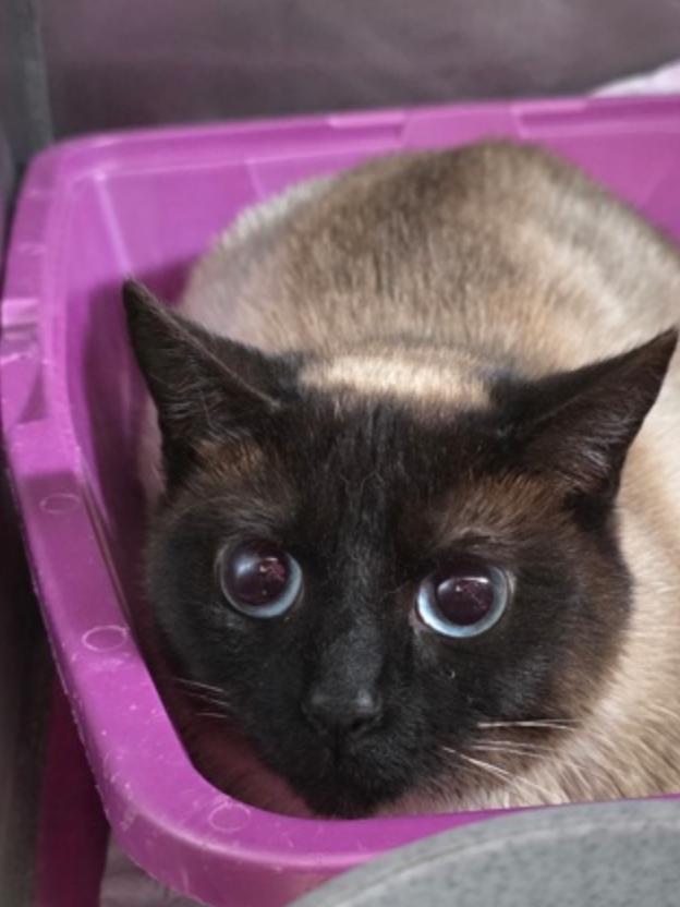 Tori Amos, ADOPTABLE, Adult Female Siamese.