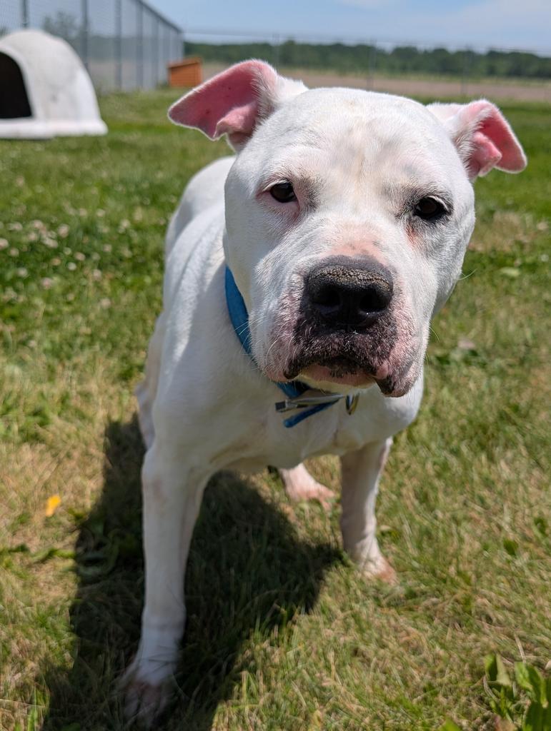 Pearl, Adoptable, Adult Female Terrier.
