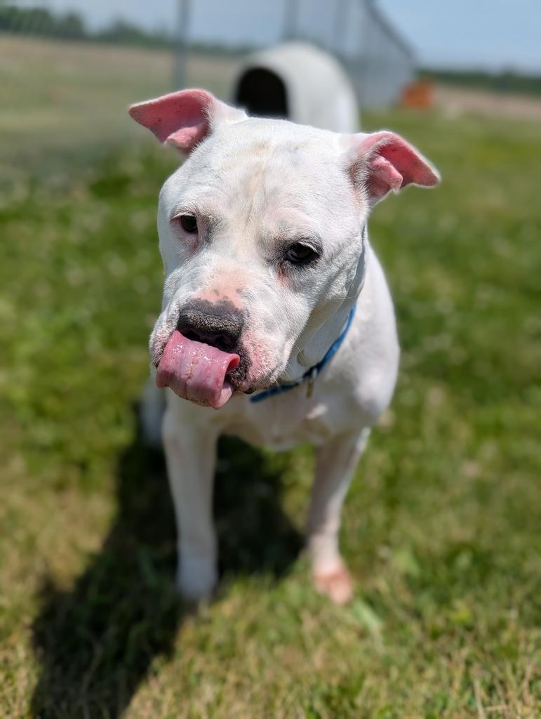 Pearl, a Adoptable Terrier in Defiance, OH image 2/6
