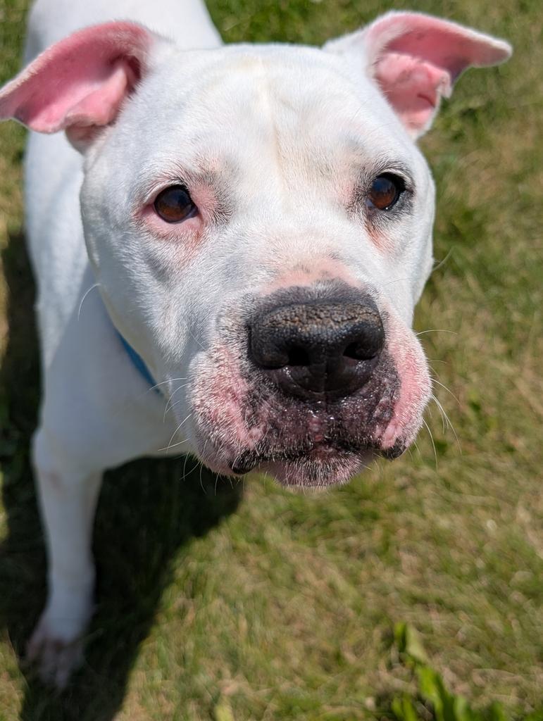 Pearl, a Adoptable Terrier in Defiance, OH image 3/6