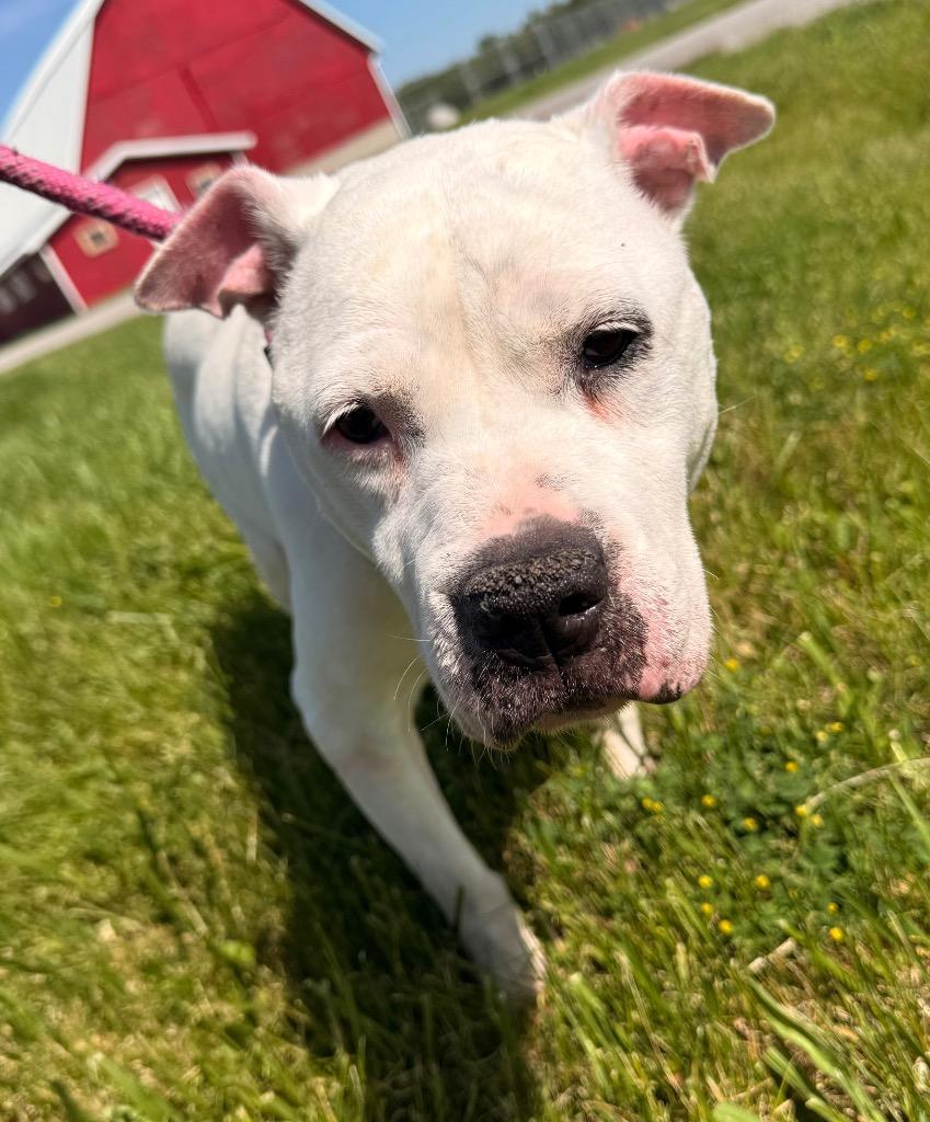 Pearl, a Adoptable Terrier in Defiance, OH image 5/6