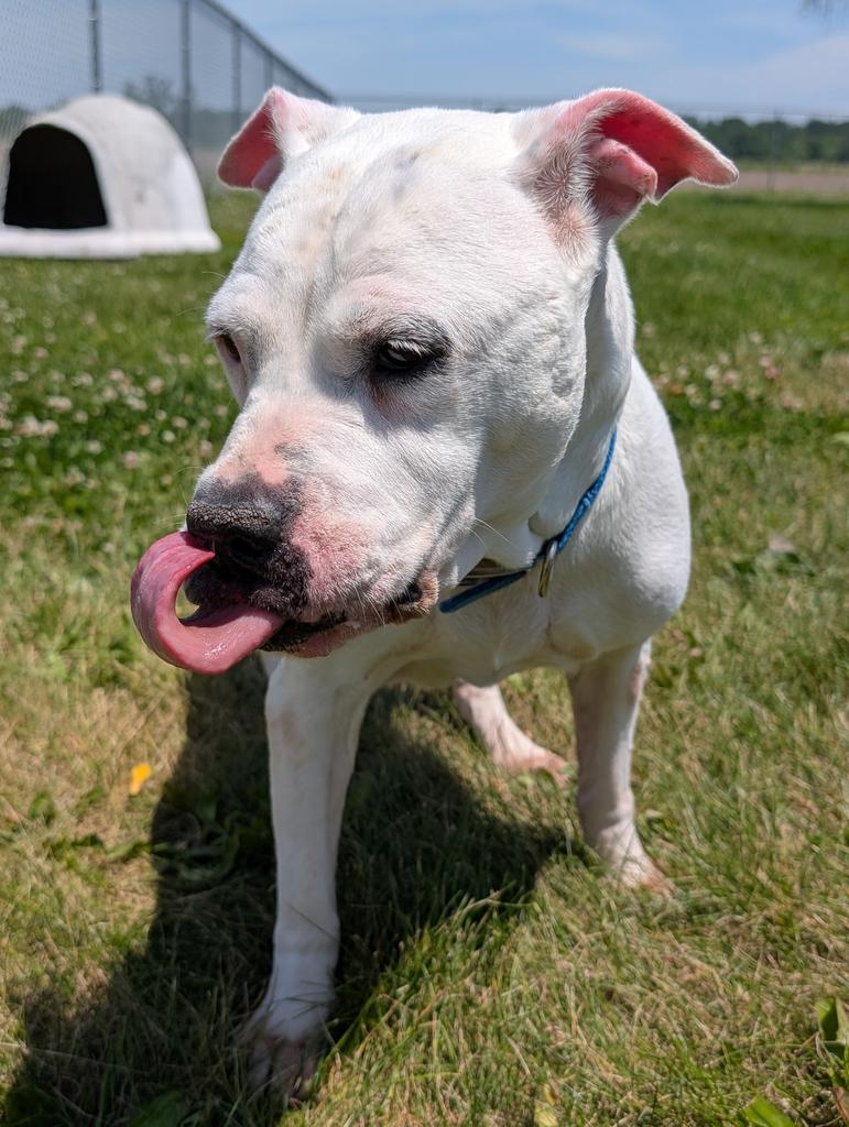 Pearl, a Adoptable Terrier in Defiance, OH image 6/6