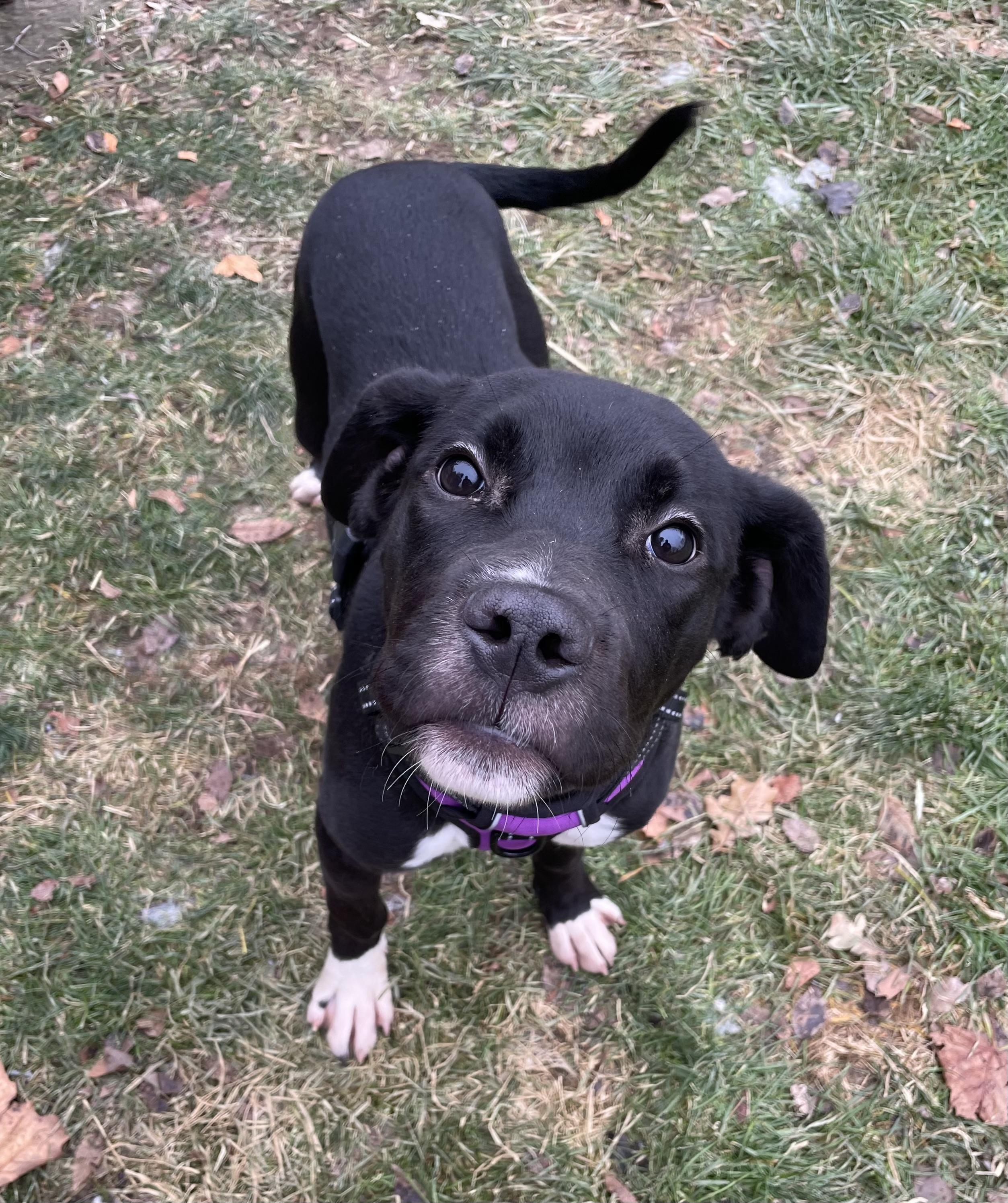Grace, adoptable, Young Female Pit Bull Terrier & Great Dane.