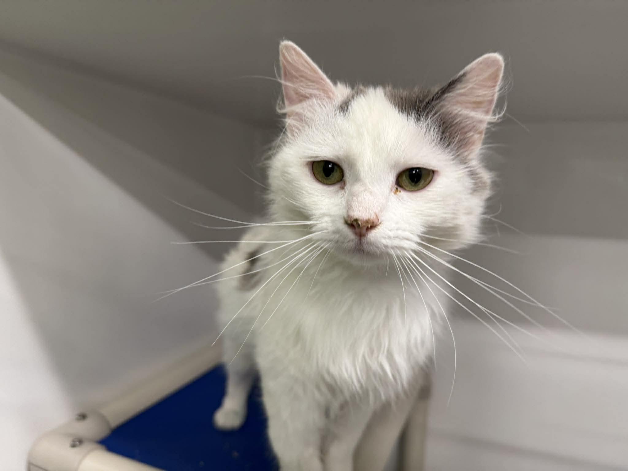 Enlarge Celeste, an adoptable Domestic Long Hair in Leitchfield, KY image 2/2
