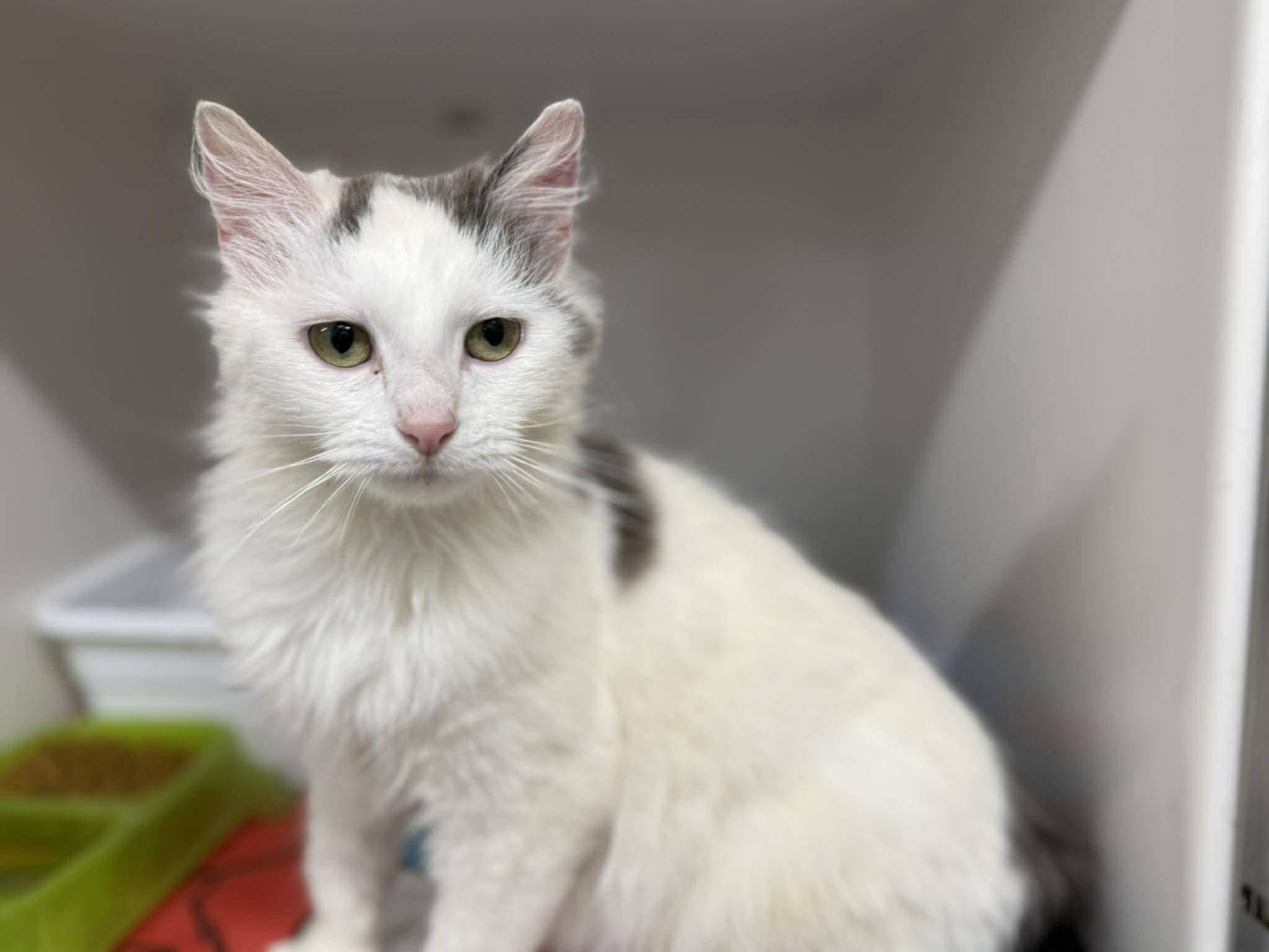 Enlarge Celeste, an adoptable Domestic Long Hair in Leitchfield, KY image 1/2