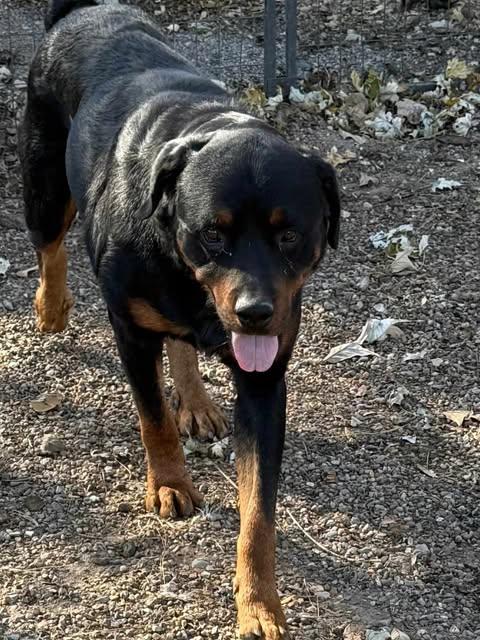Enlarge Ivan, a Adoptable Rottweiler in Minneapolis, MN image 1/2