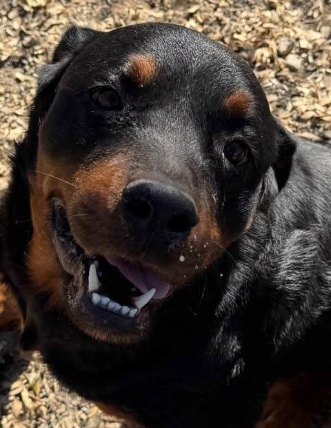 Enlarge Ivan, a Adoptable Rottweiler in Minneapolis, MN image 2/2